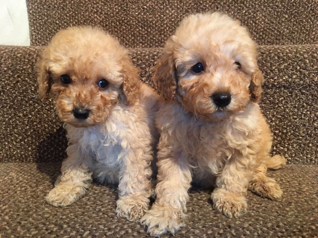 poodle puppies image 1