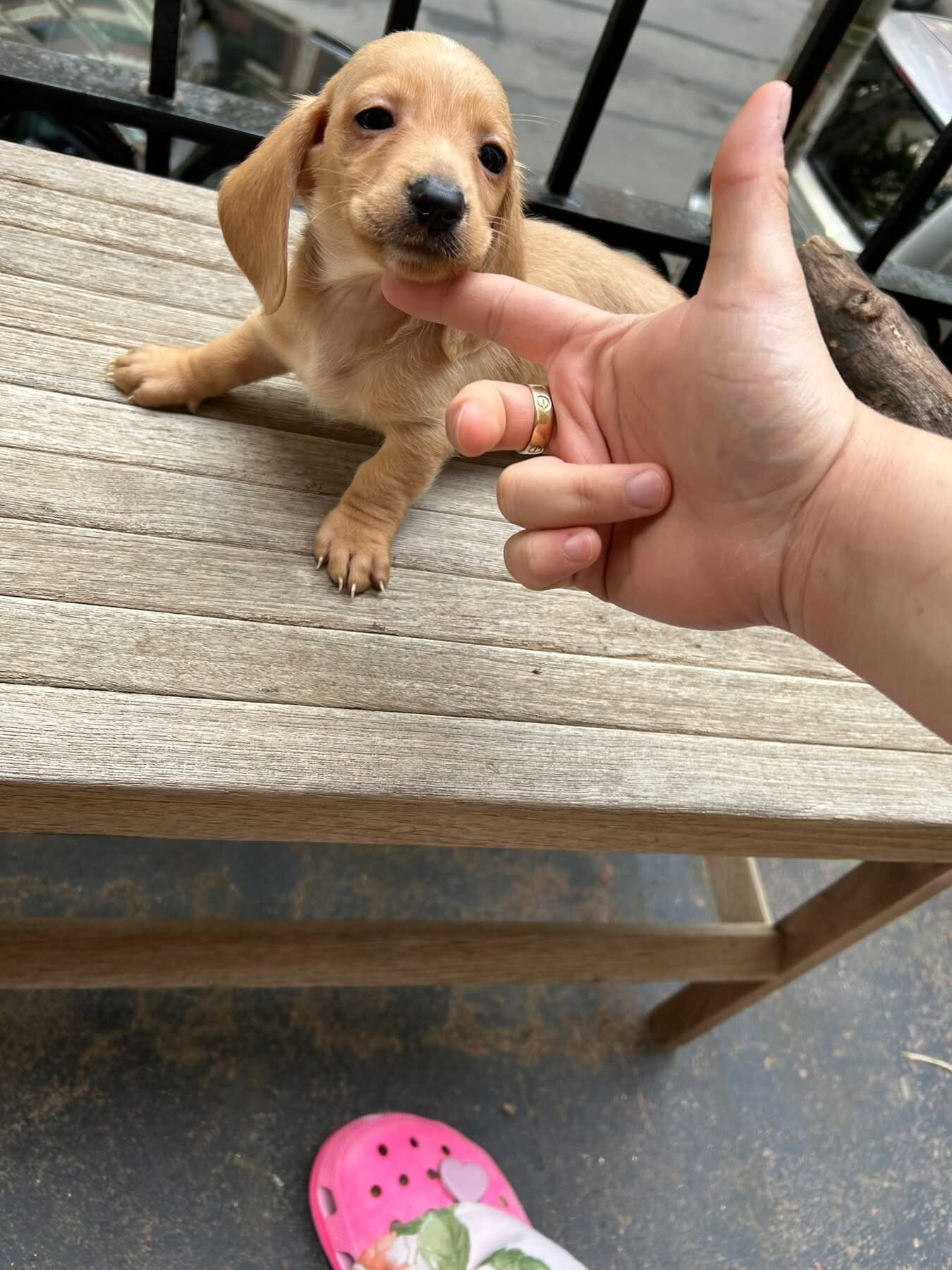 Mini dachshund puppies image 7