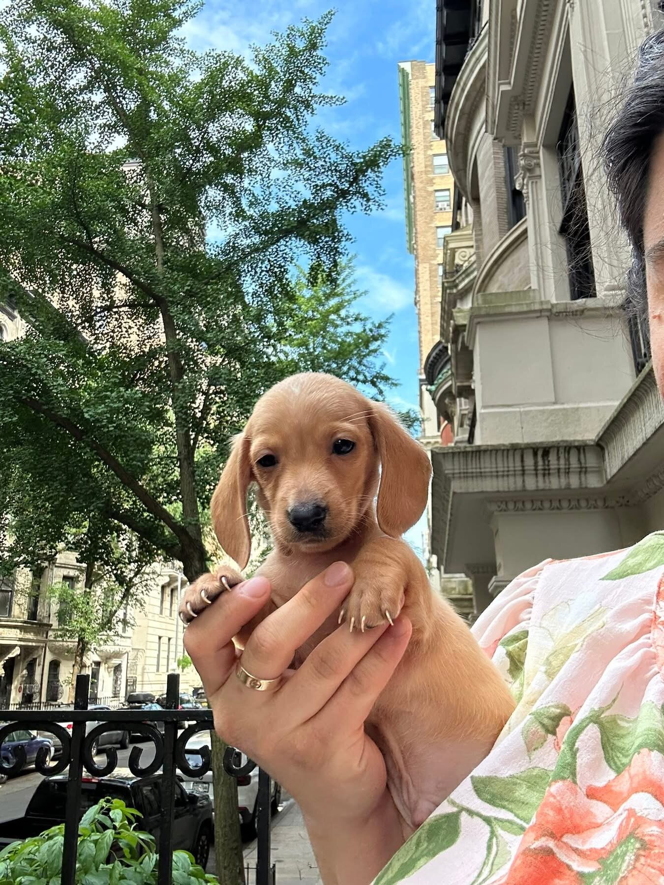 Mini dachshund puppies image 6