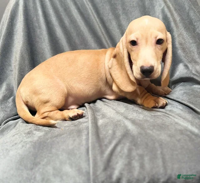 Mini dachshund puppies image 5