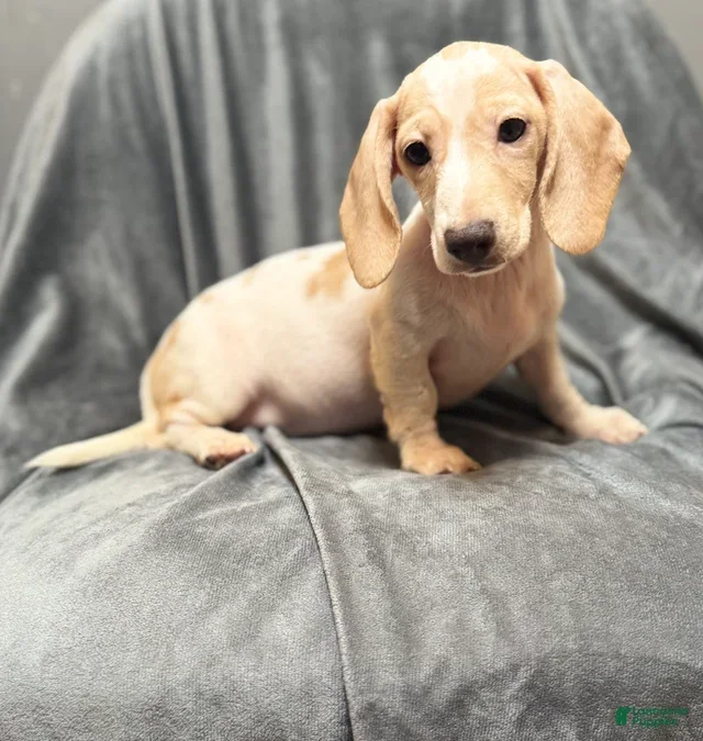 Mini dachshund puppies image 3