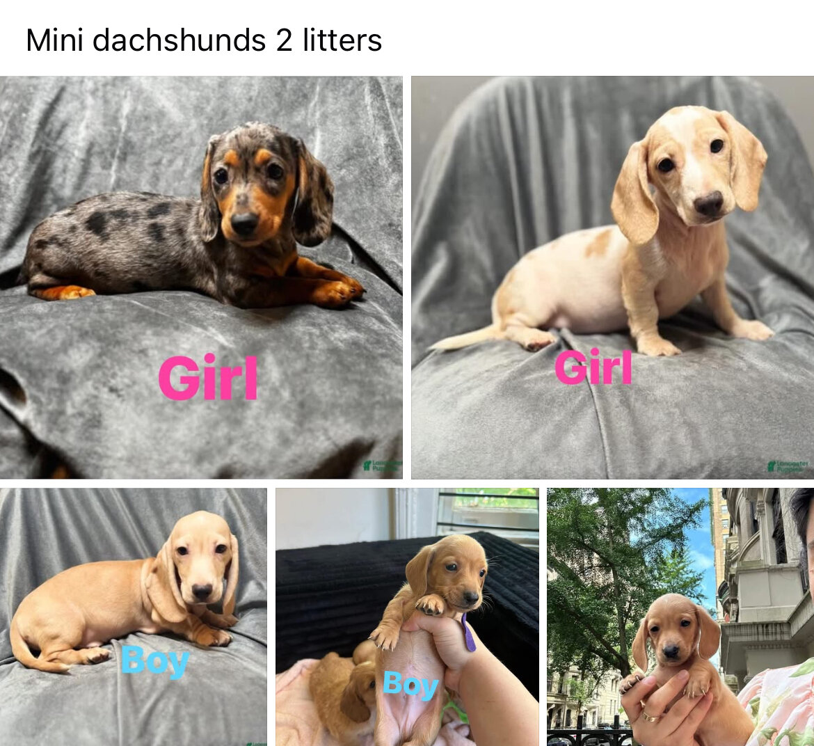 Mini dachshund puppies image 1