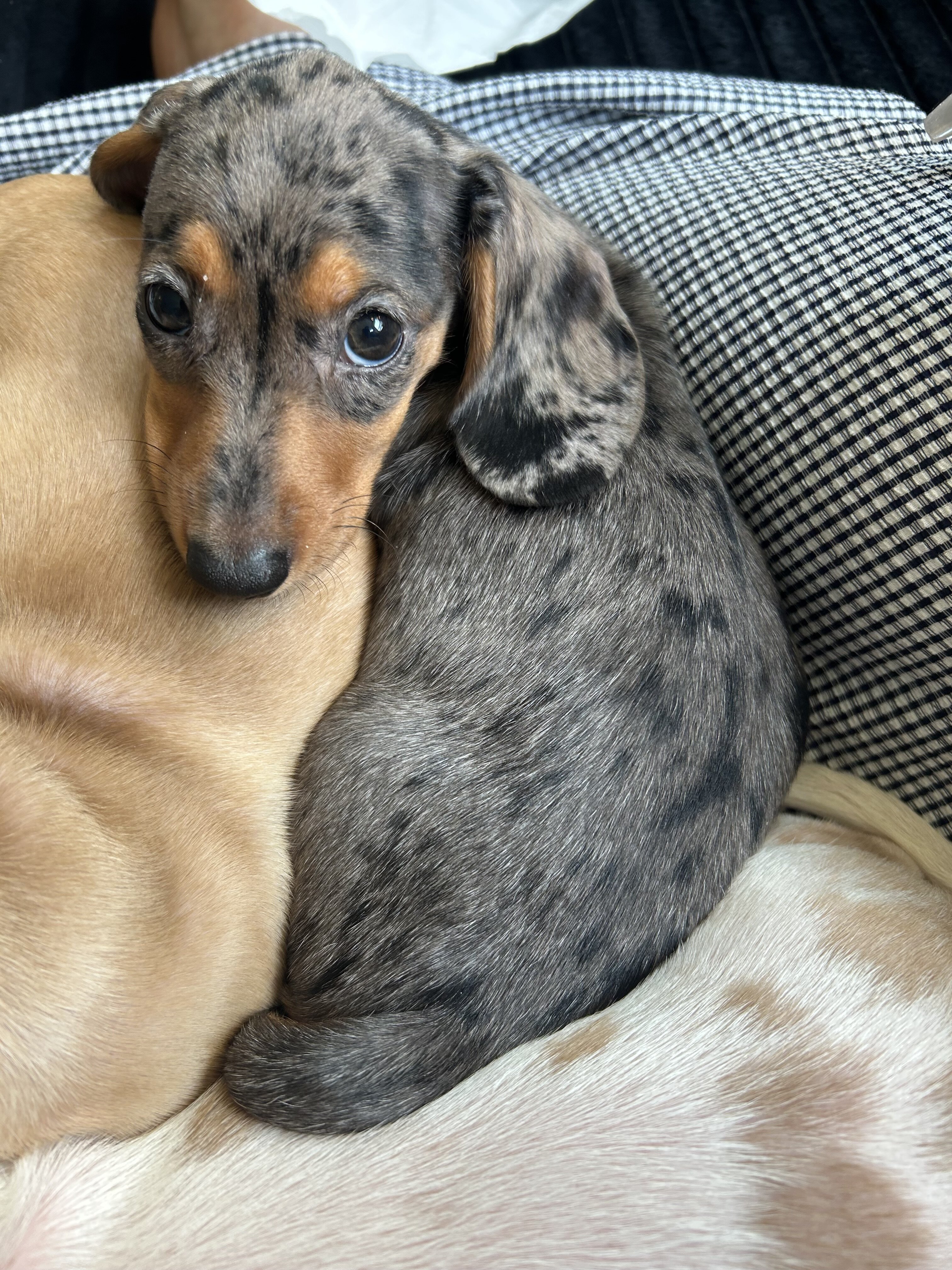 Mini dachshund puppies image 2