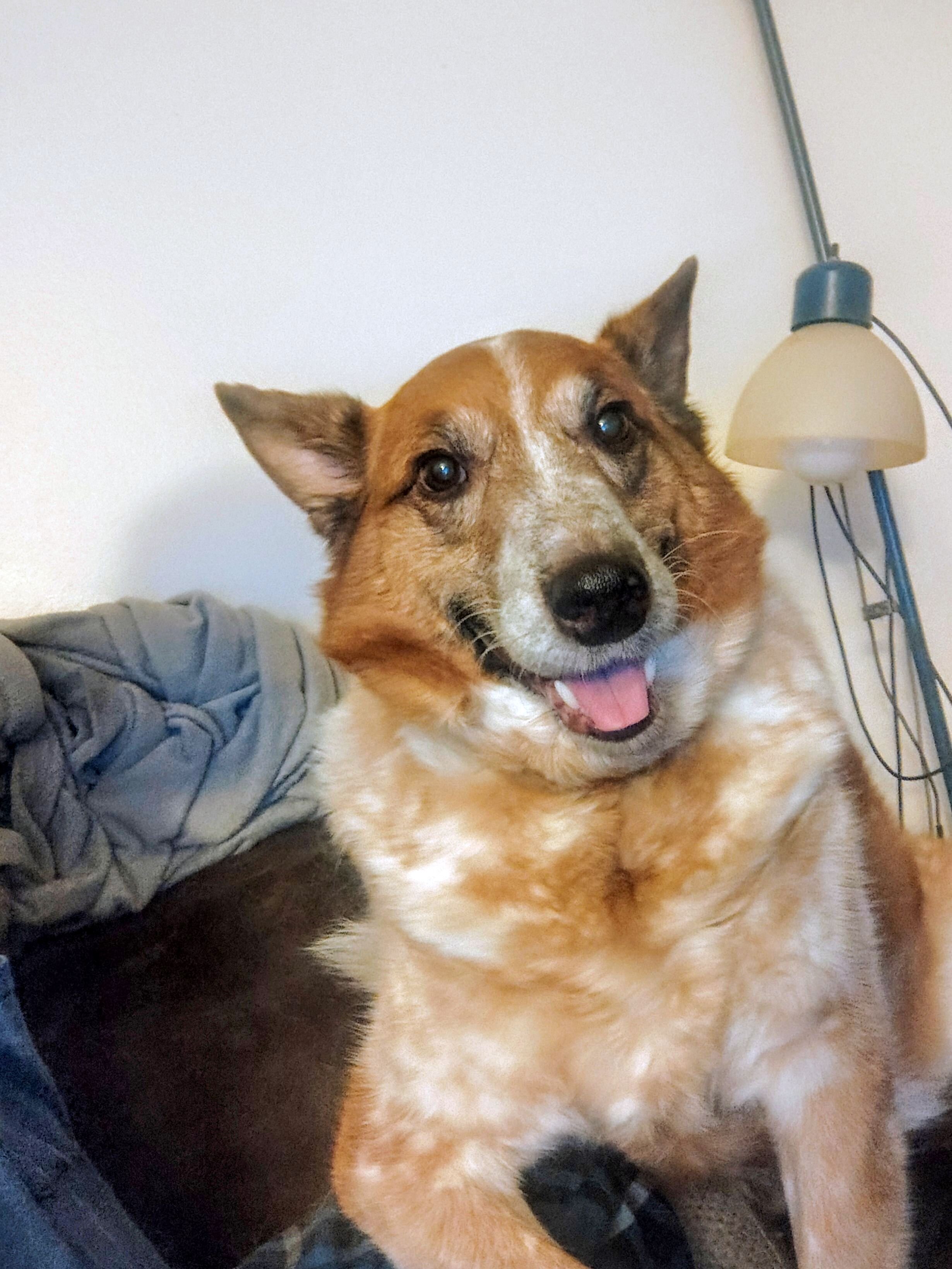 ACD-Australian Cattle Dog image 1