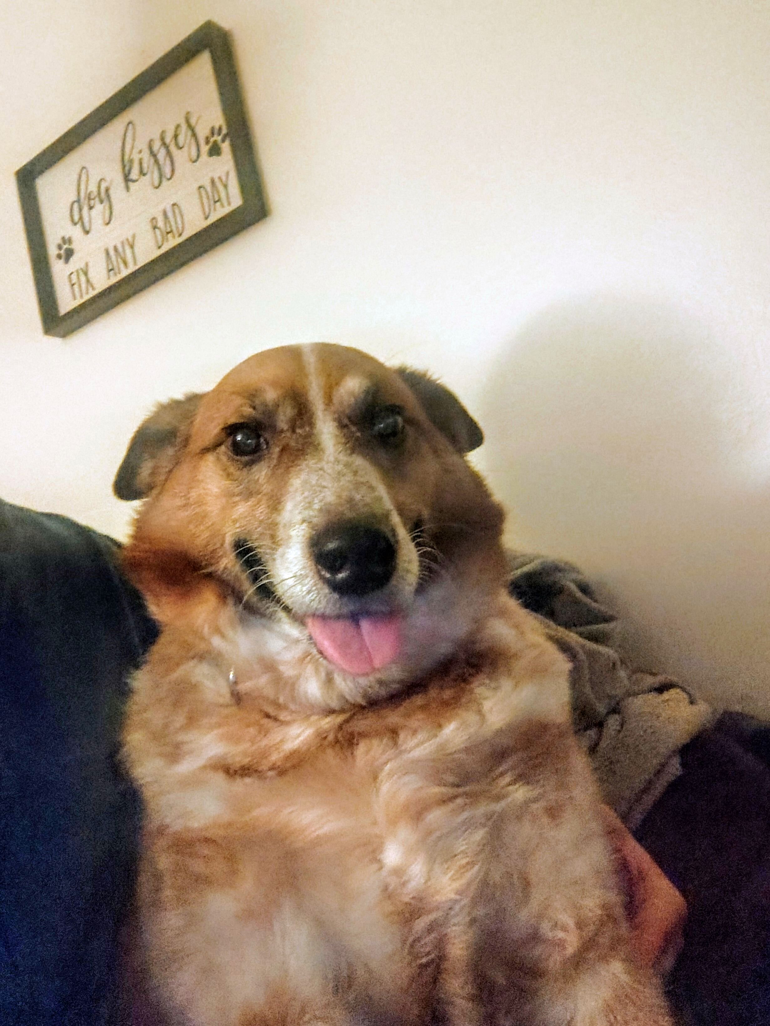 ACD-Australian Cattle Dog image 2