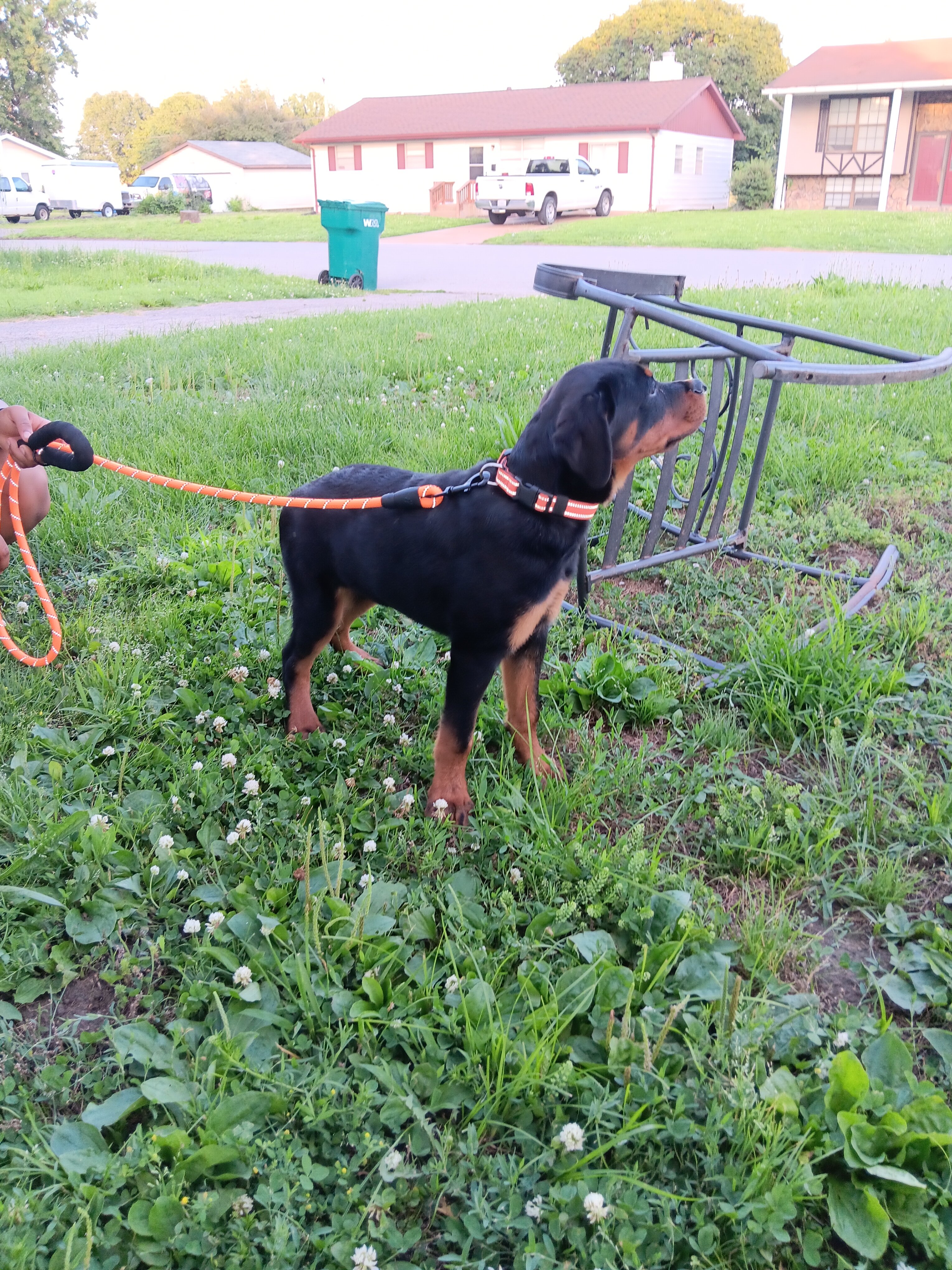 Puppy image 1
