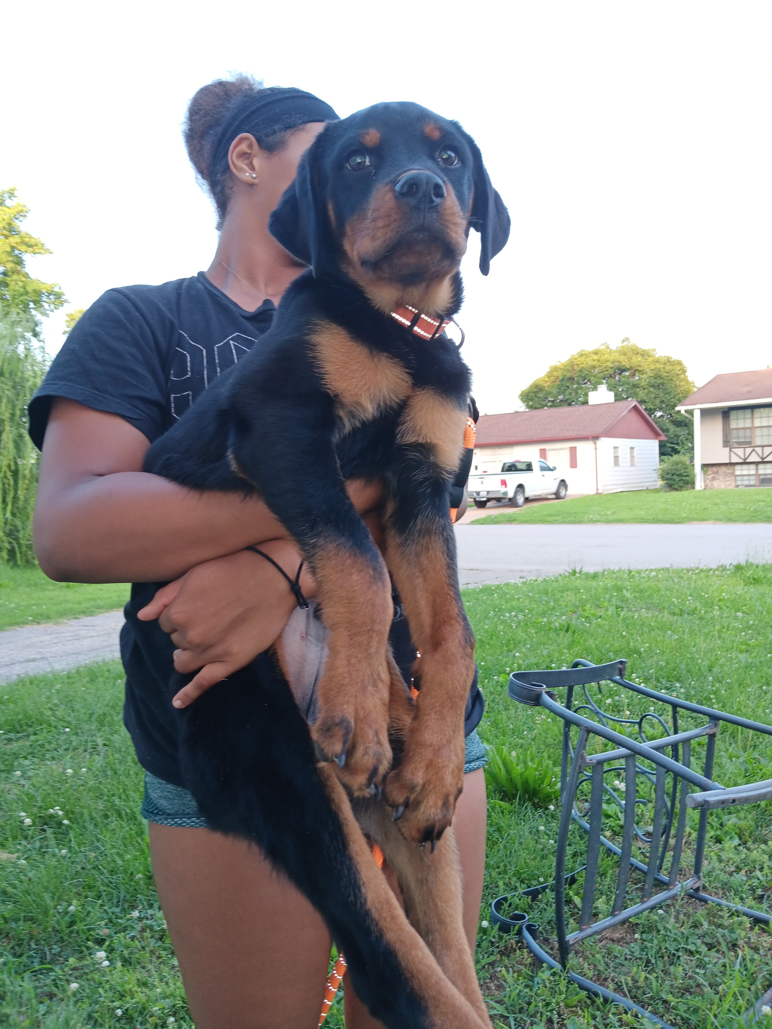 Puppy image 2