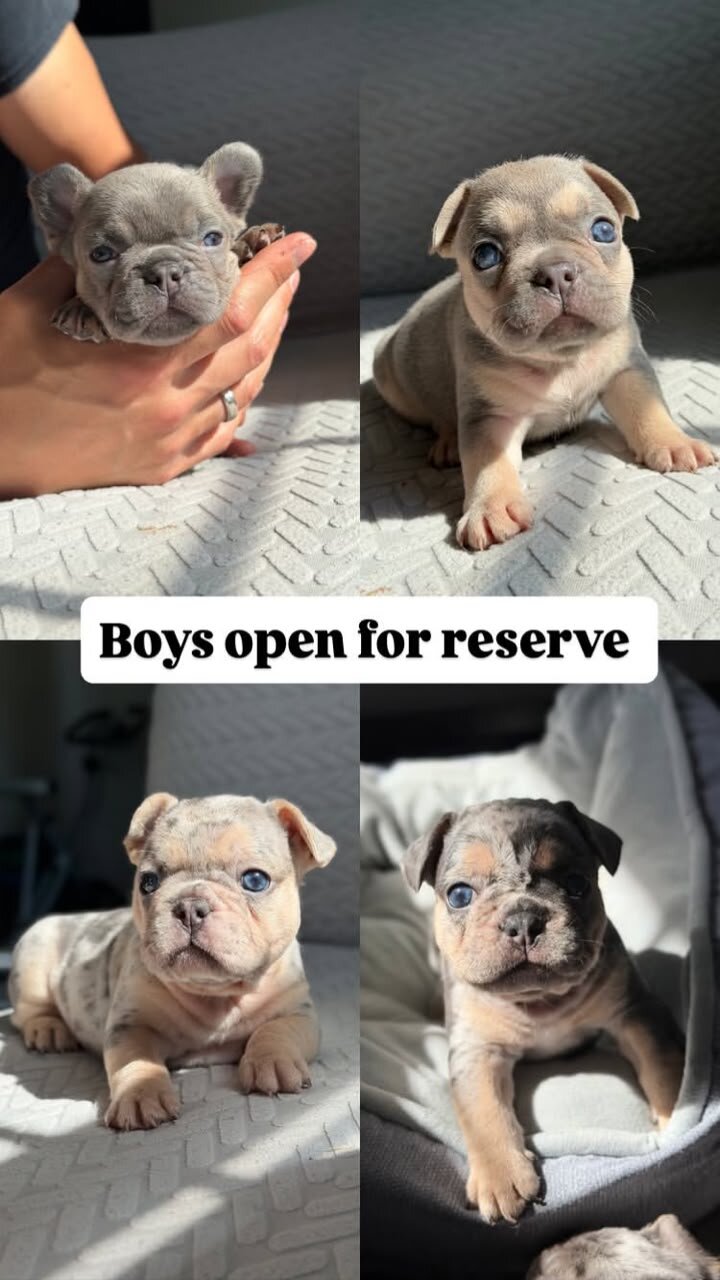 FRENCH AND ENGLISH BULLDOGS FOR RESERVATIONS image 2