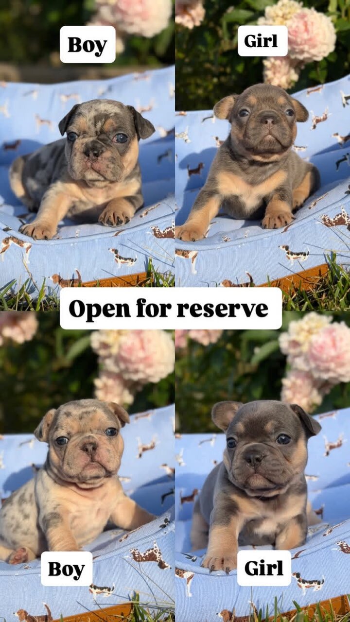 FRENCH AND ENGLISH BULLDOGS FOR RESERVATIONS image 1