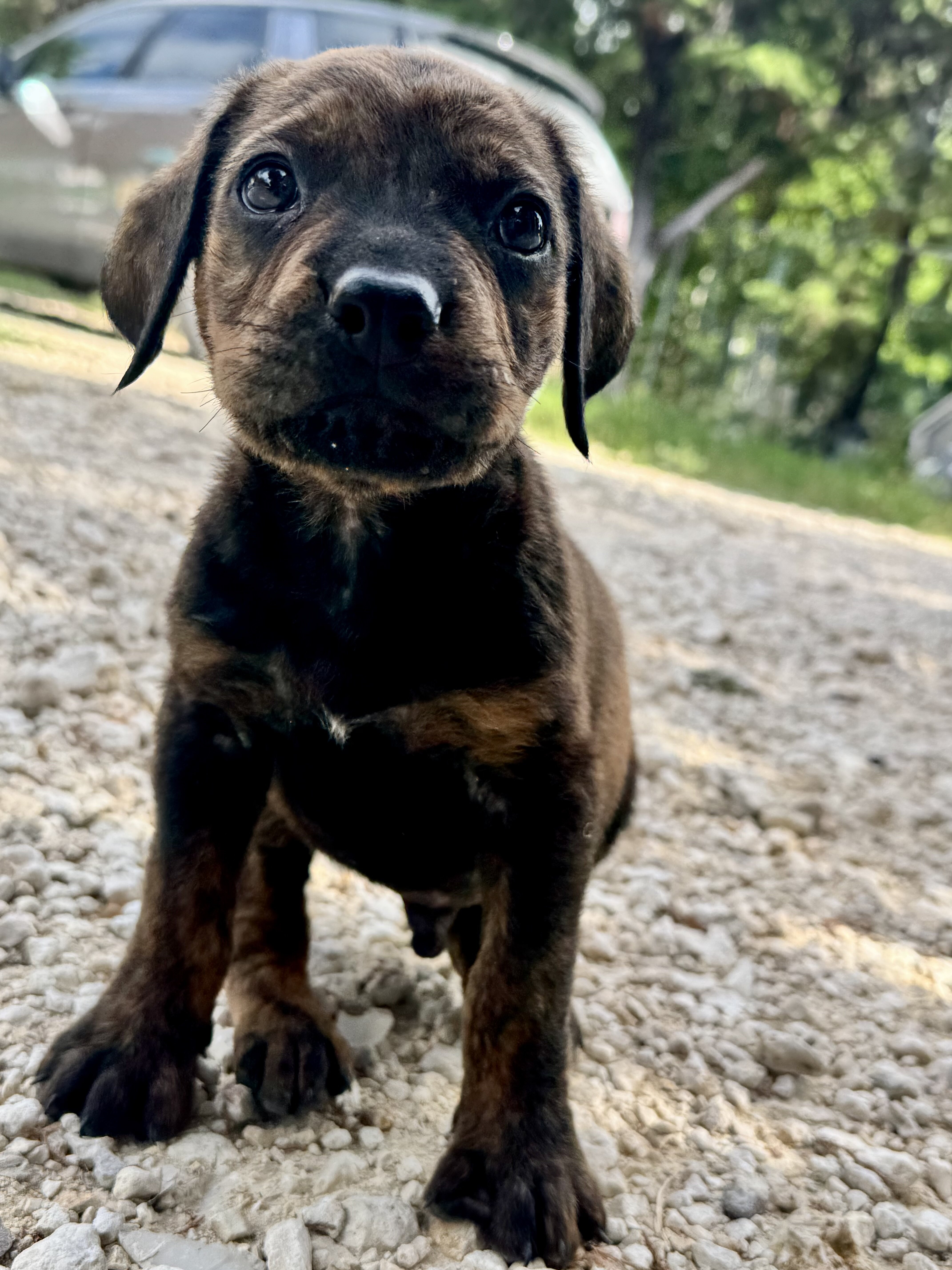 Mastweiler Orphan Pups image 1