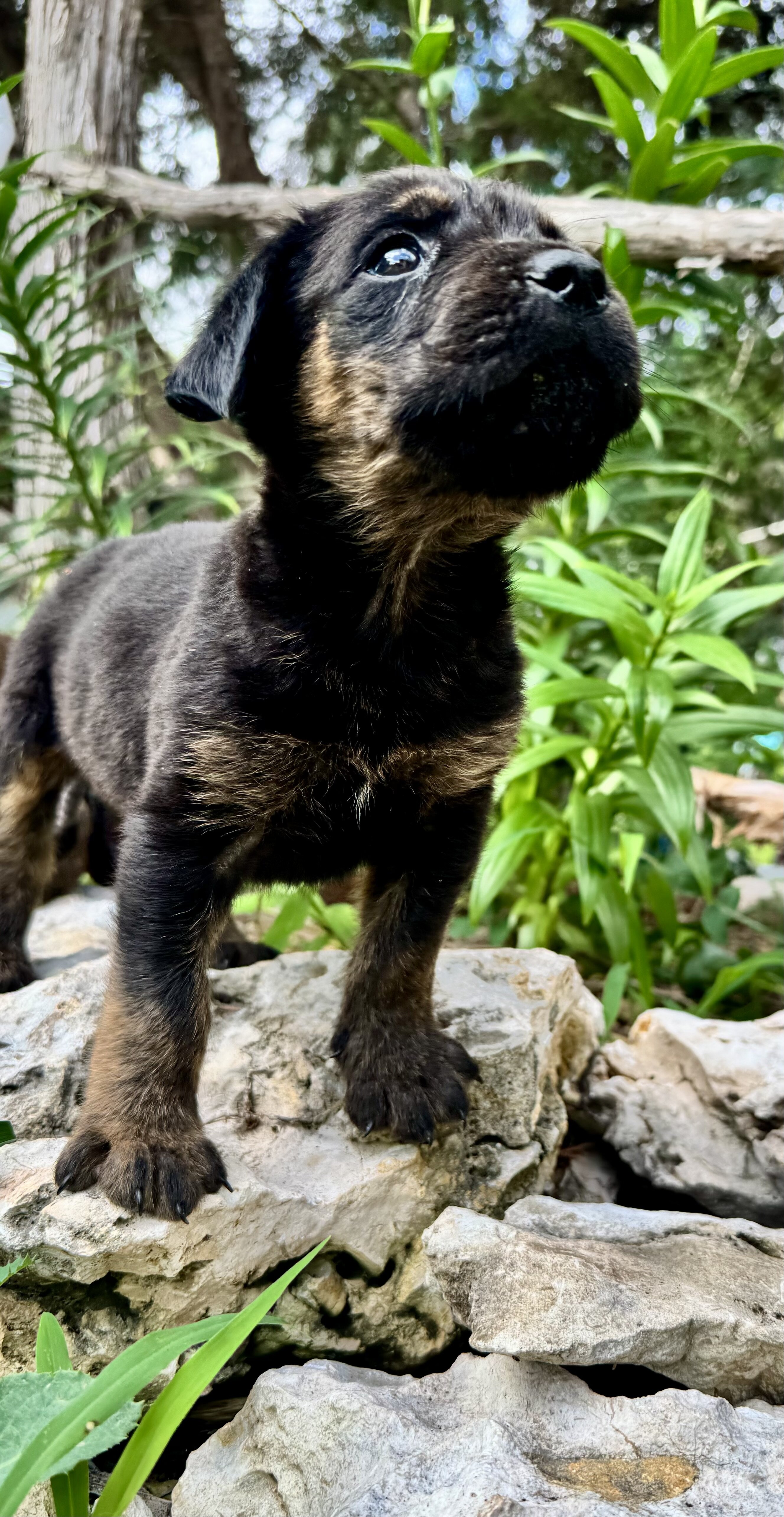 Mastweiler Orphan Pups image 2