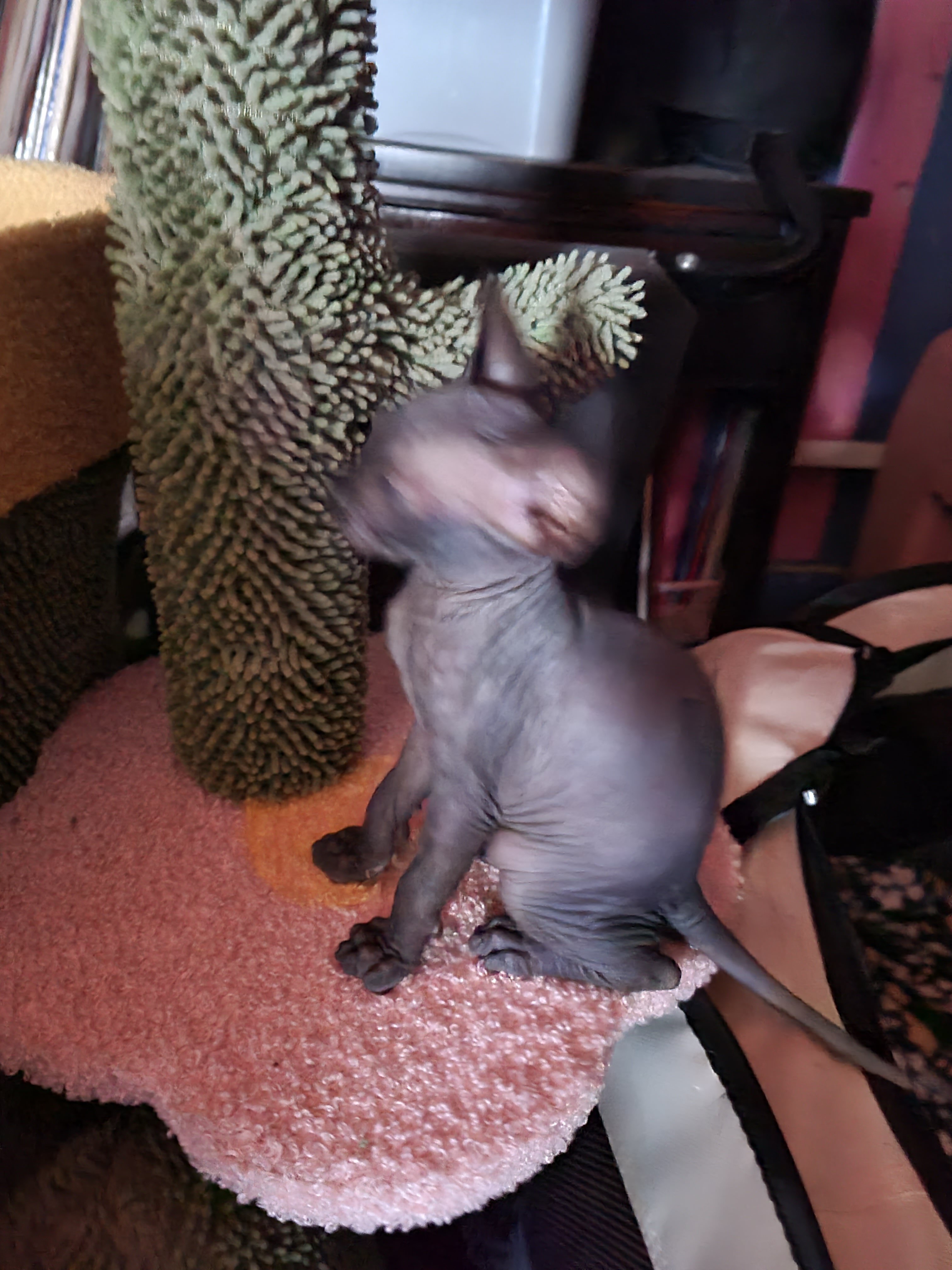 Sphynx kittens  almost ready image 1