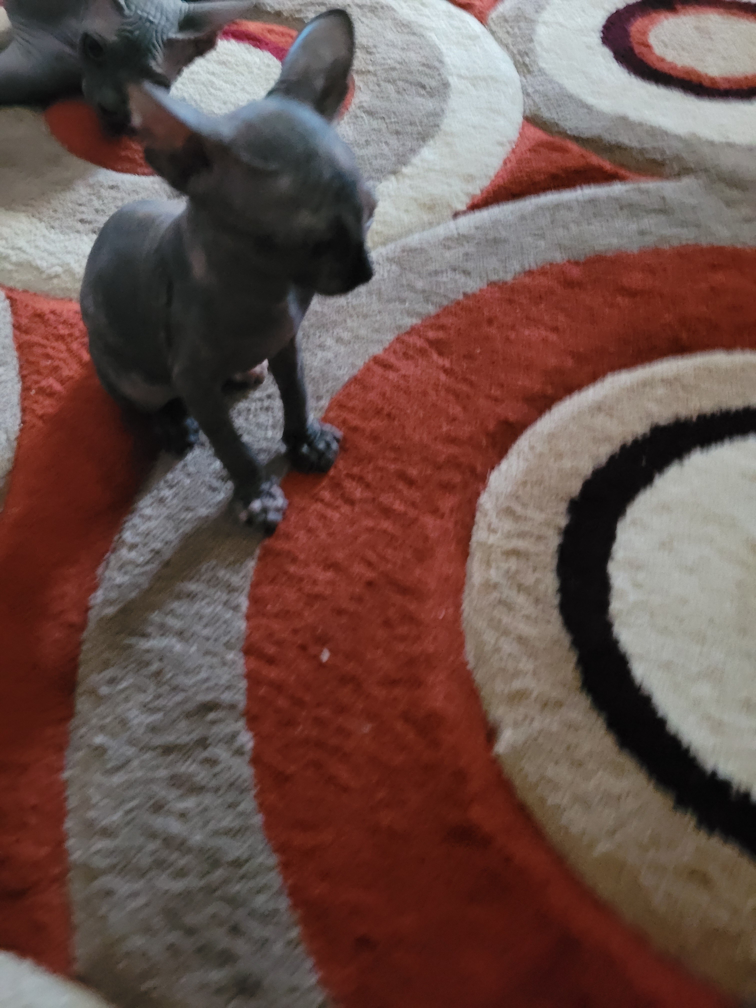 Sphynx kittens  almost ready image 2