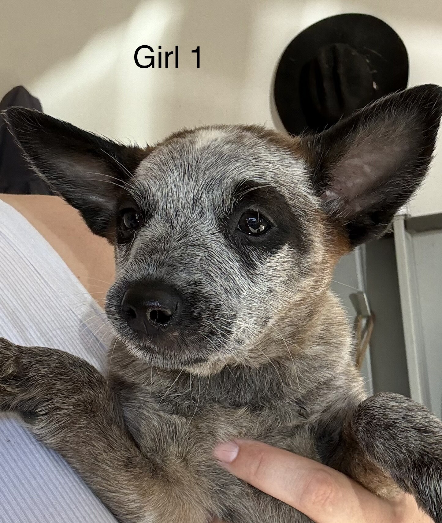 Blue Heeler Puppies image 1