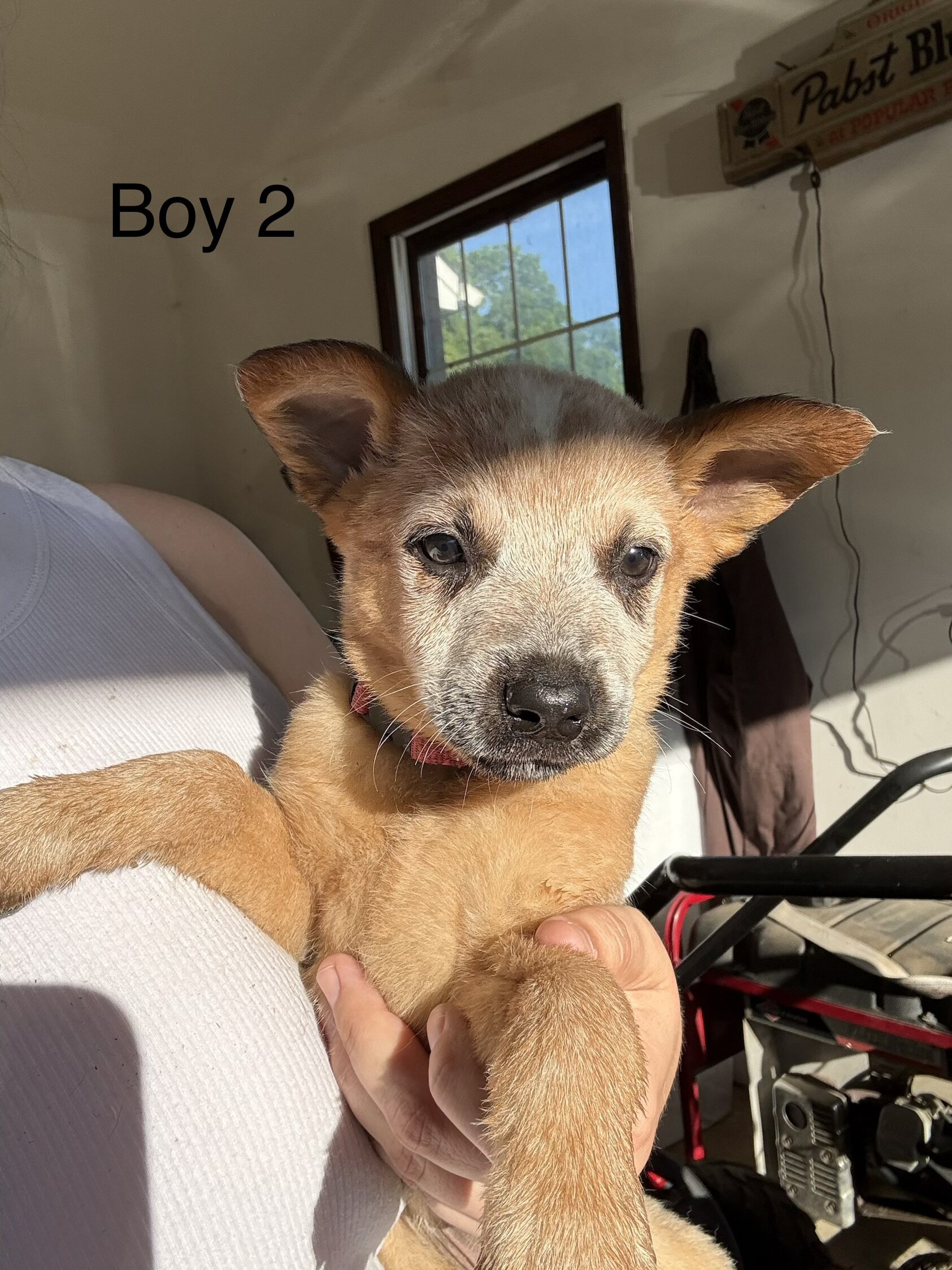 Blue Heeler Puppies image 2