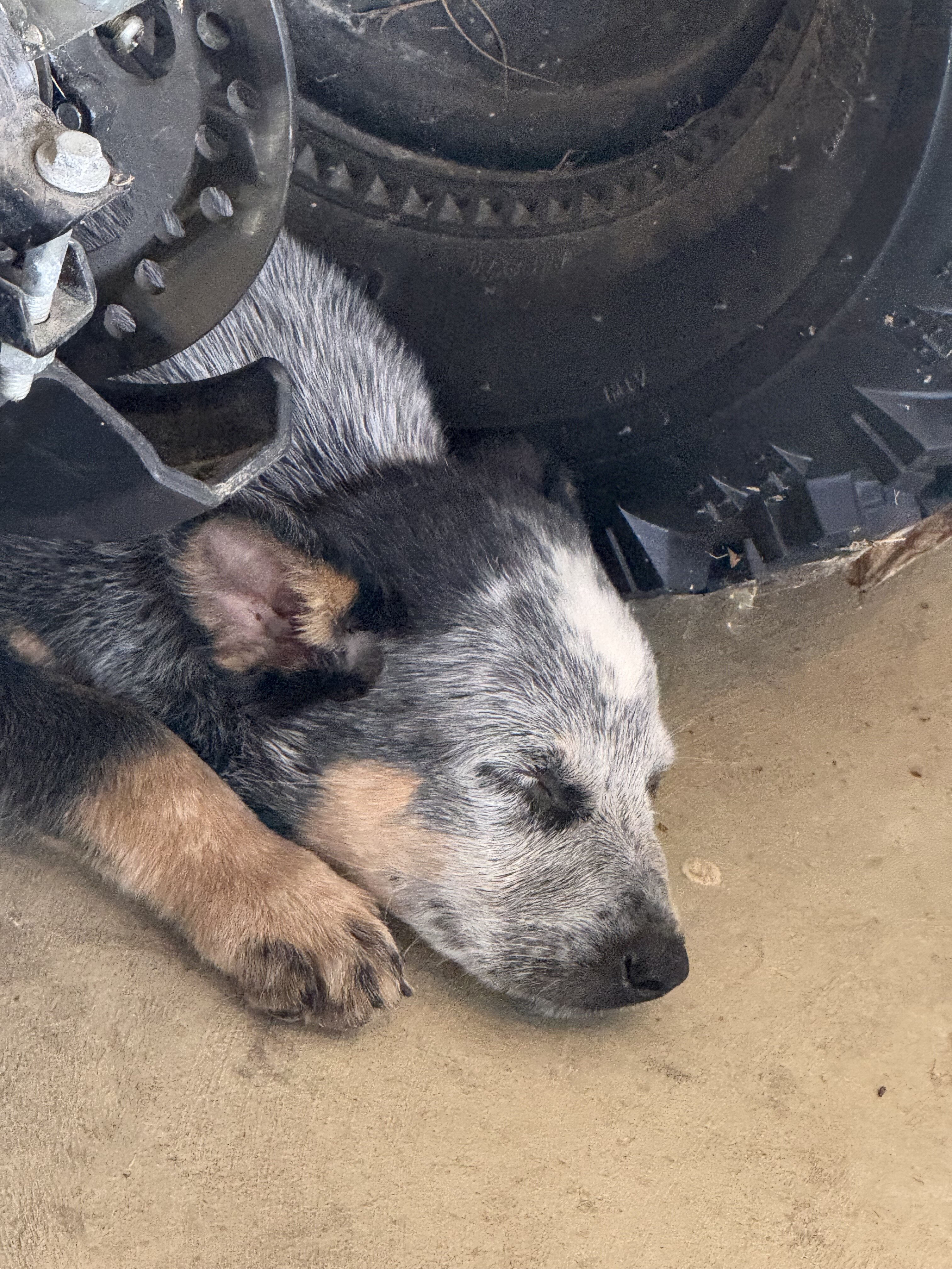 Blue Heeler Puppies image 6