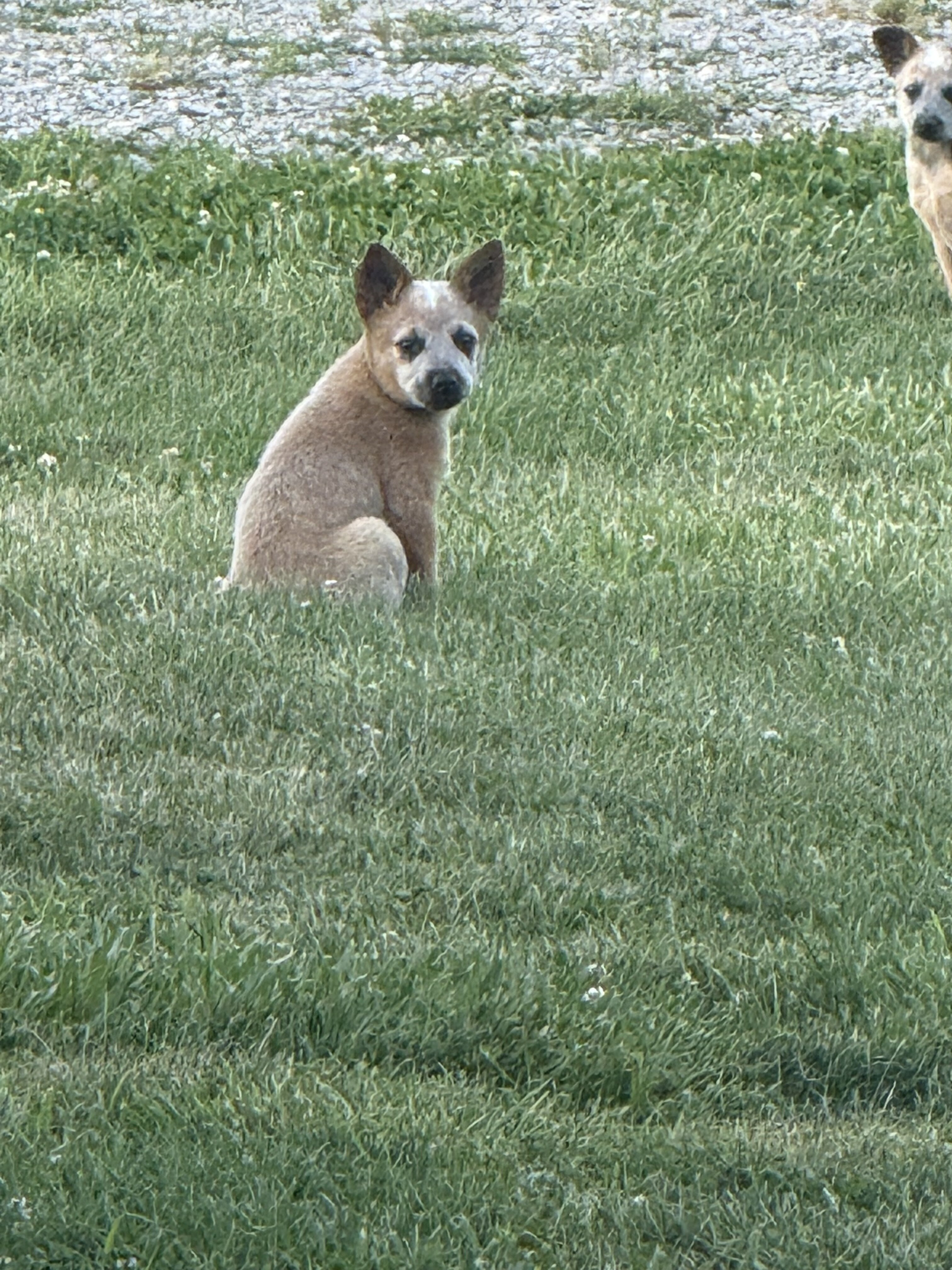Blue Heeler Puppies image 8