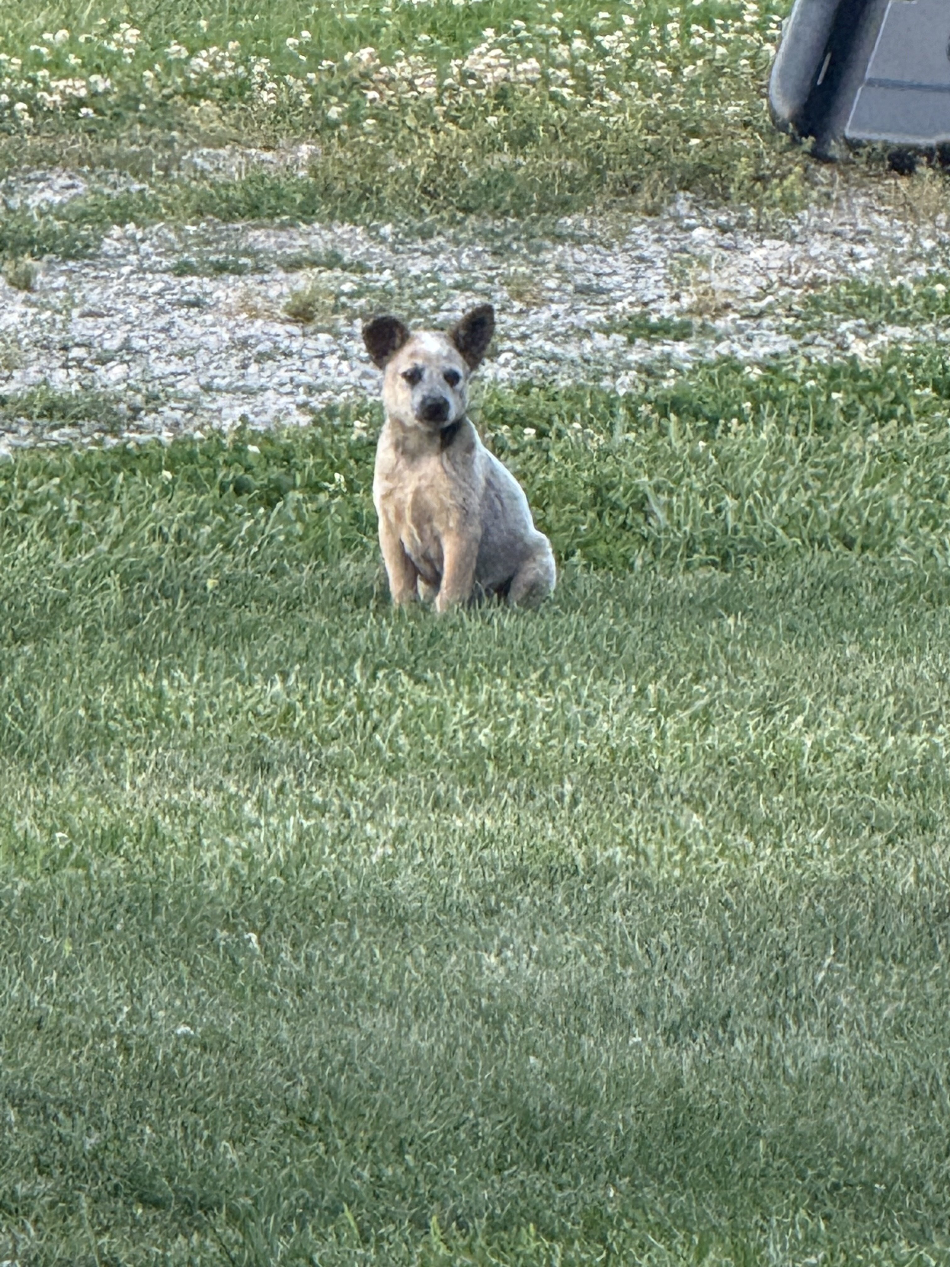 Blue Heeler Puppies image 7