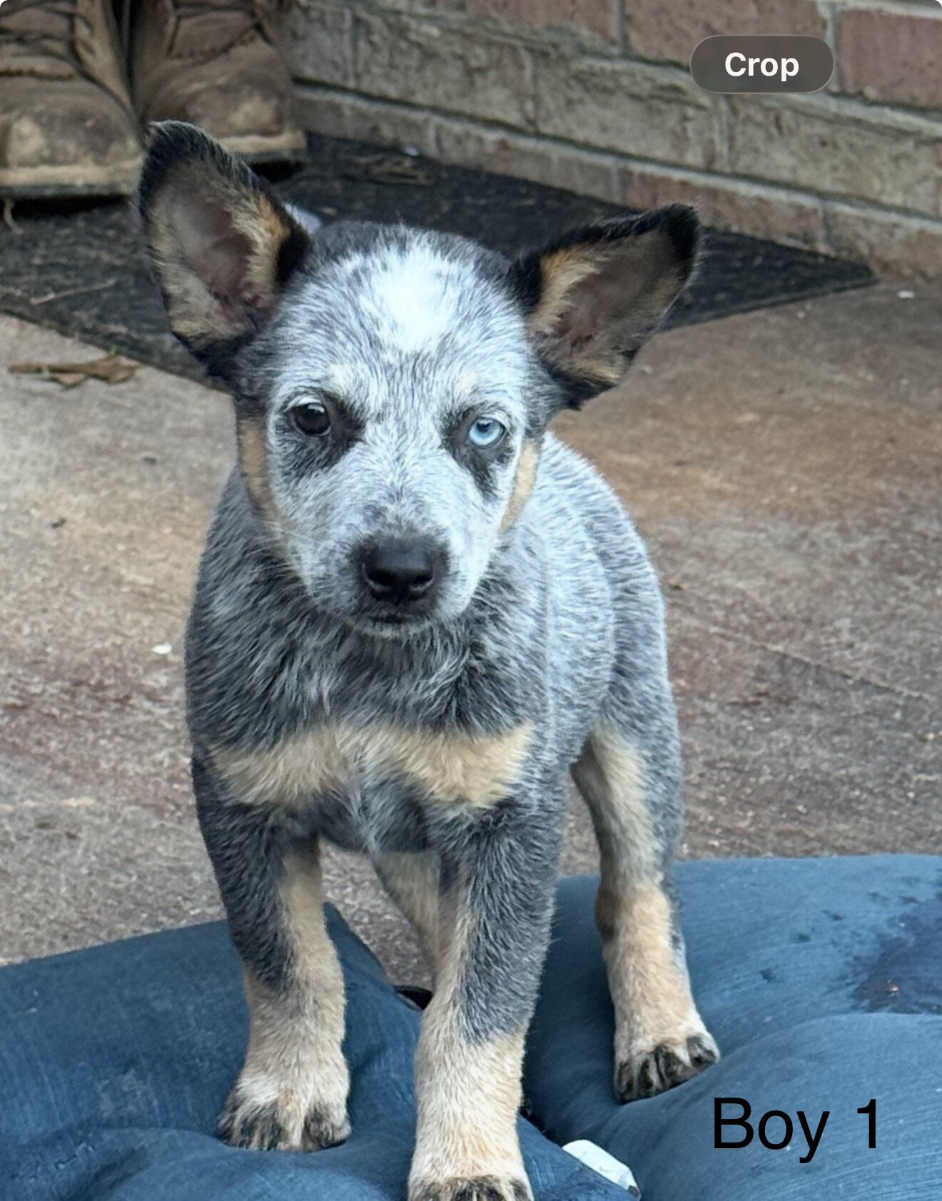 Blue Heeler Puppies image 3
