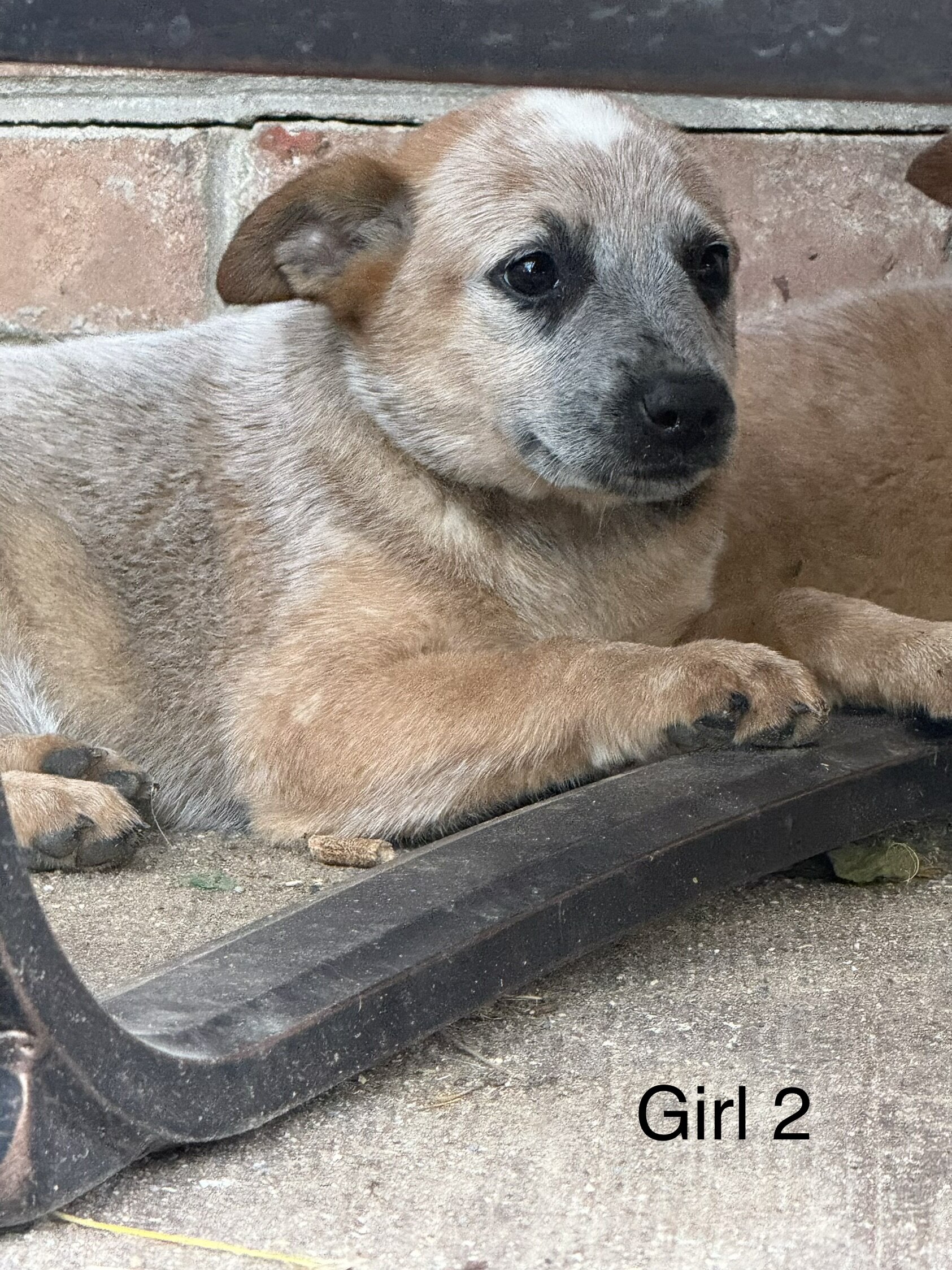 Blue Heeler Puppies image 4