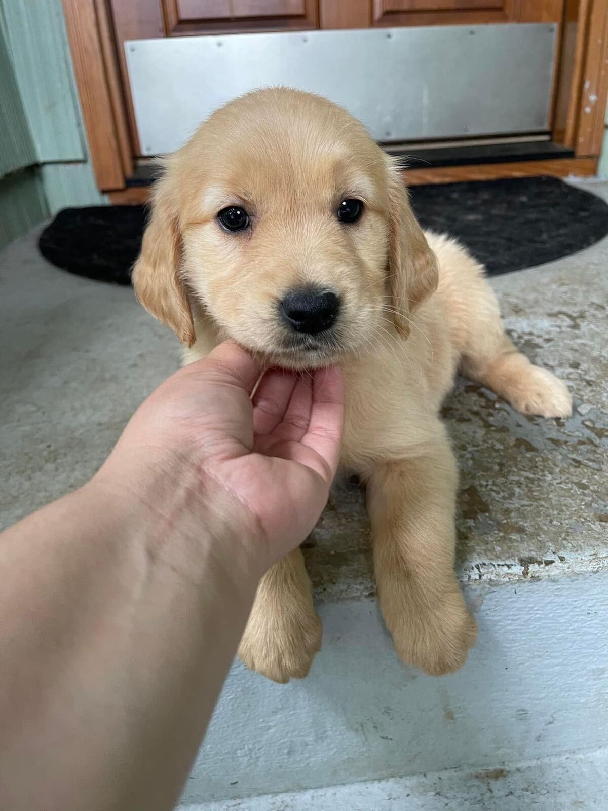 A puppy golden retriever image 1