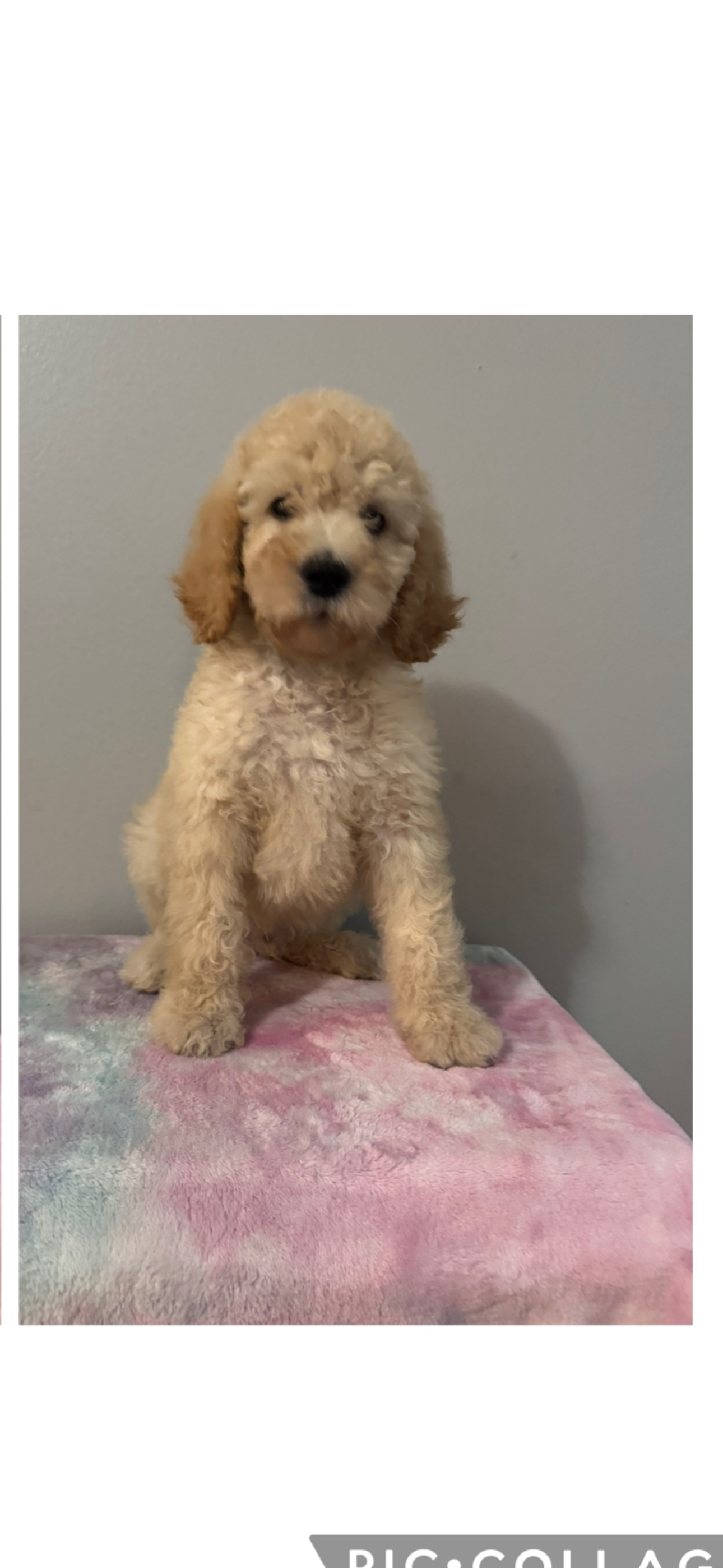 Poodles image 1