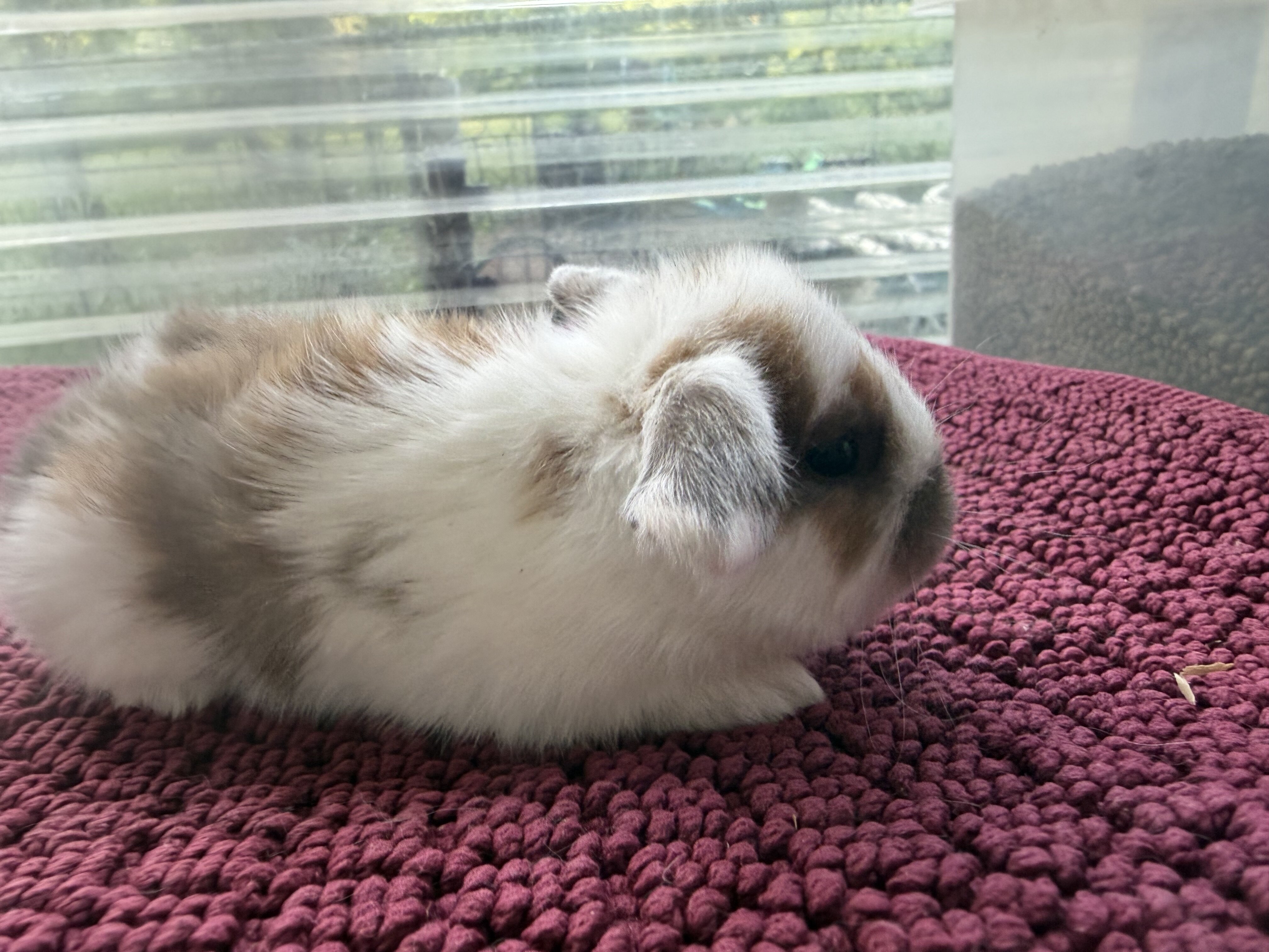 Holland lop bunnies image 7