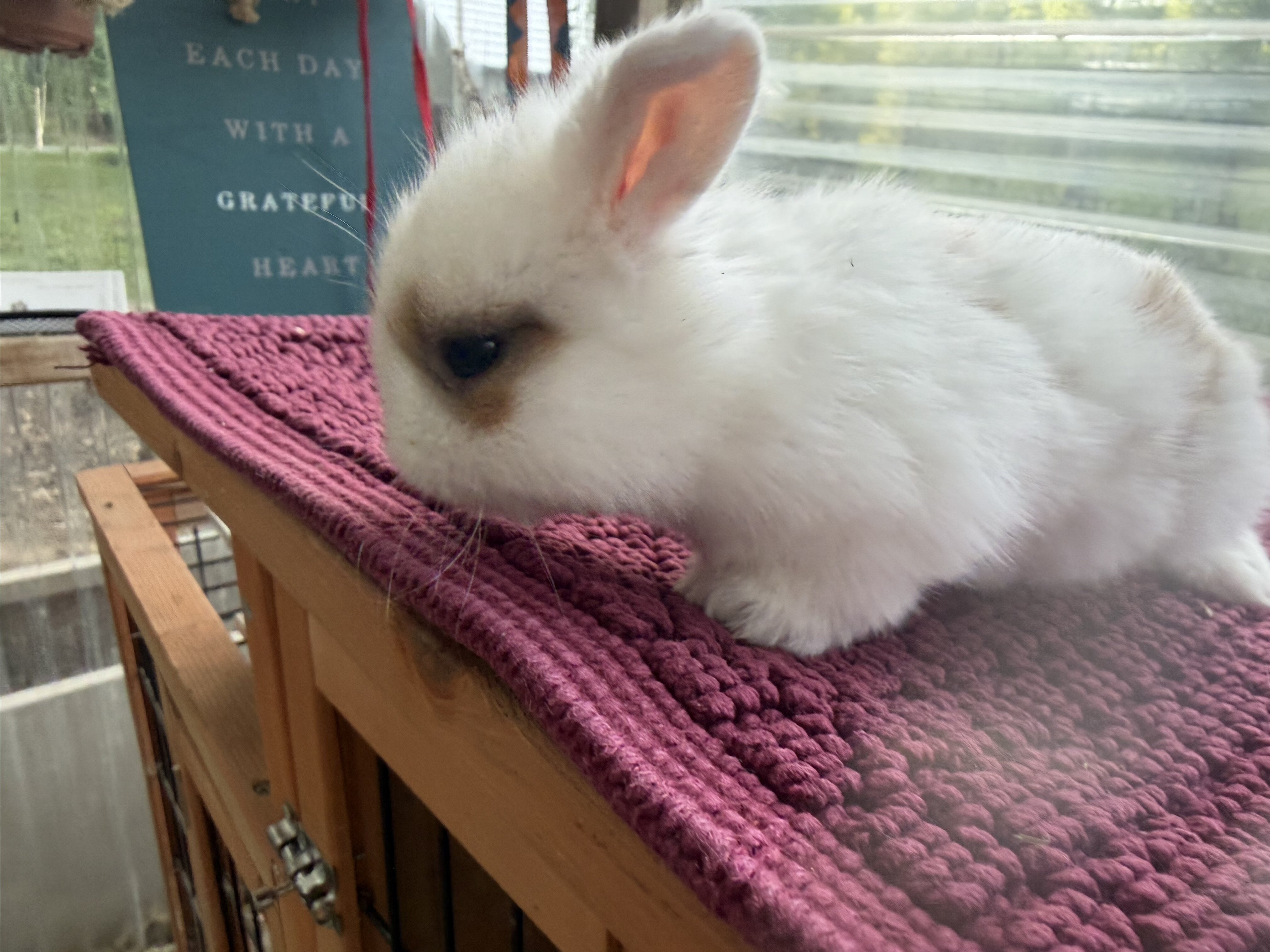 Holland lop bunnies image 5