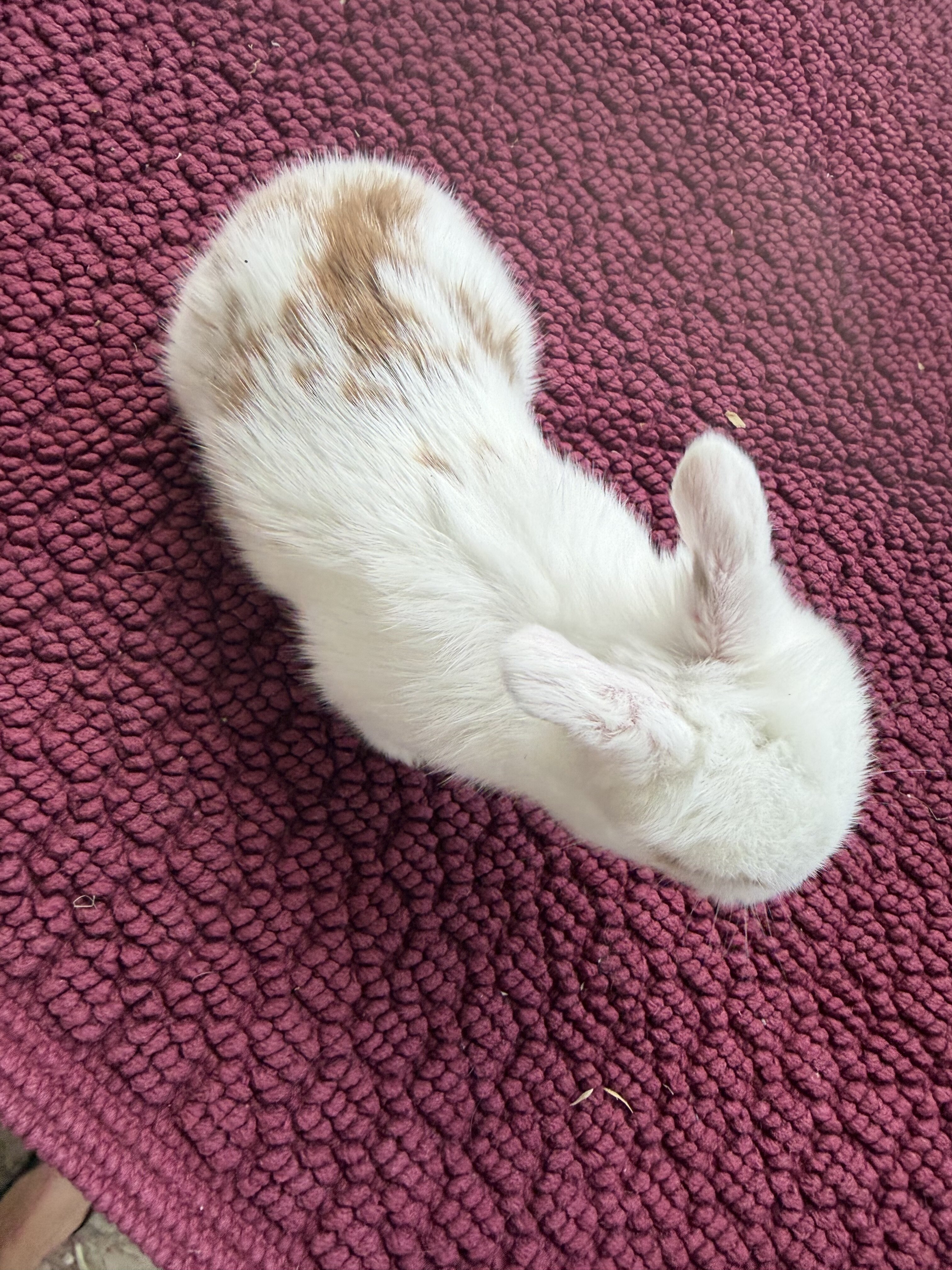 Holland lop bunnies image 6