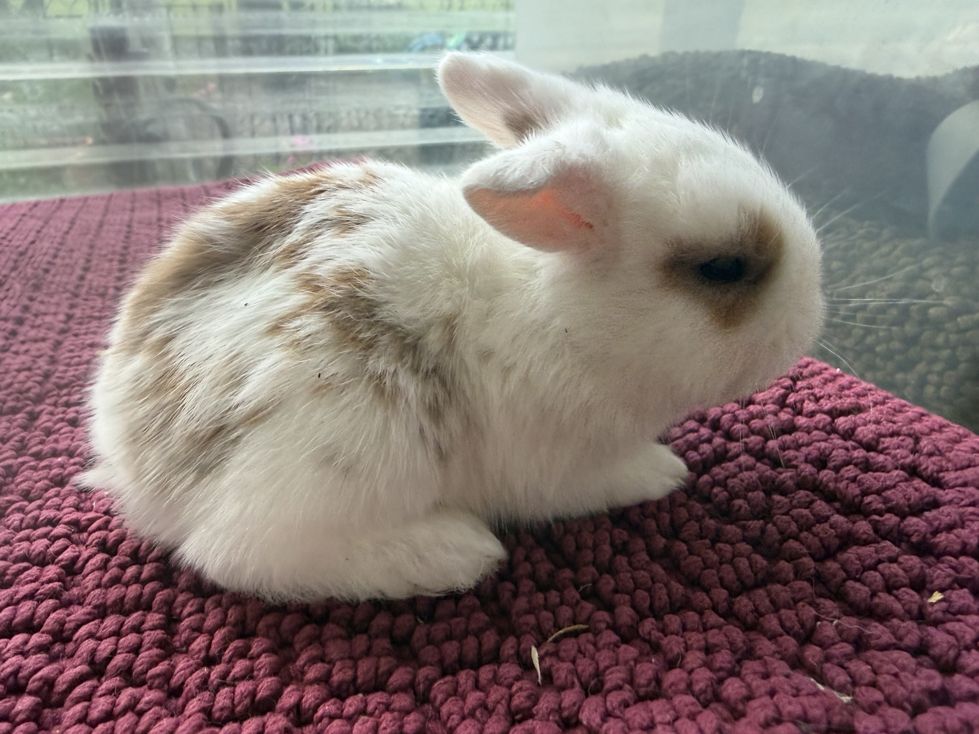 Holland lop bunnies image 4