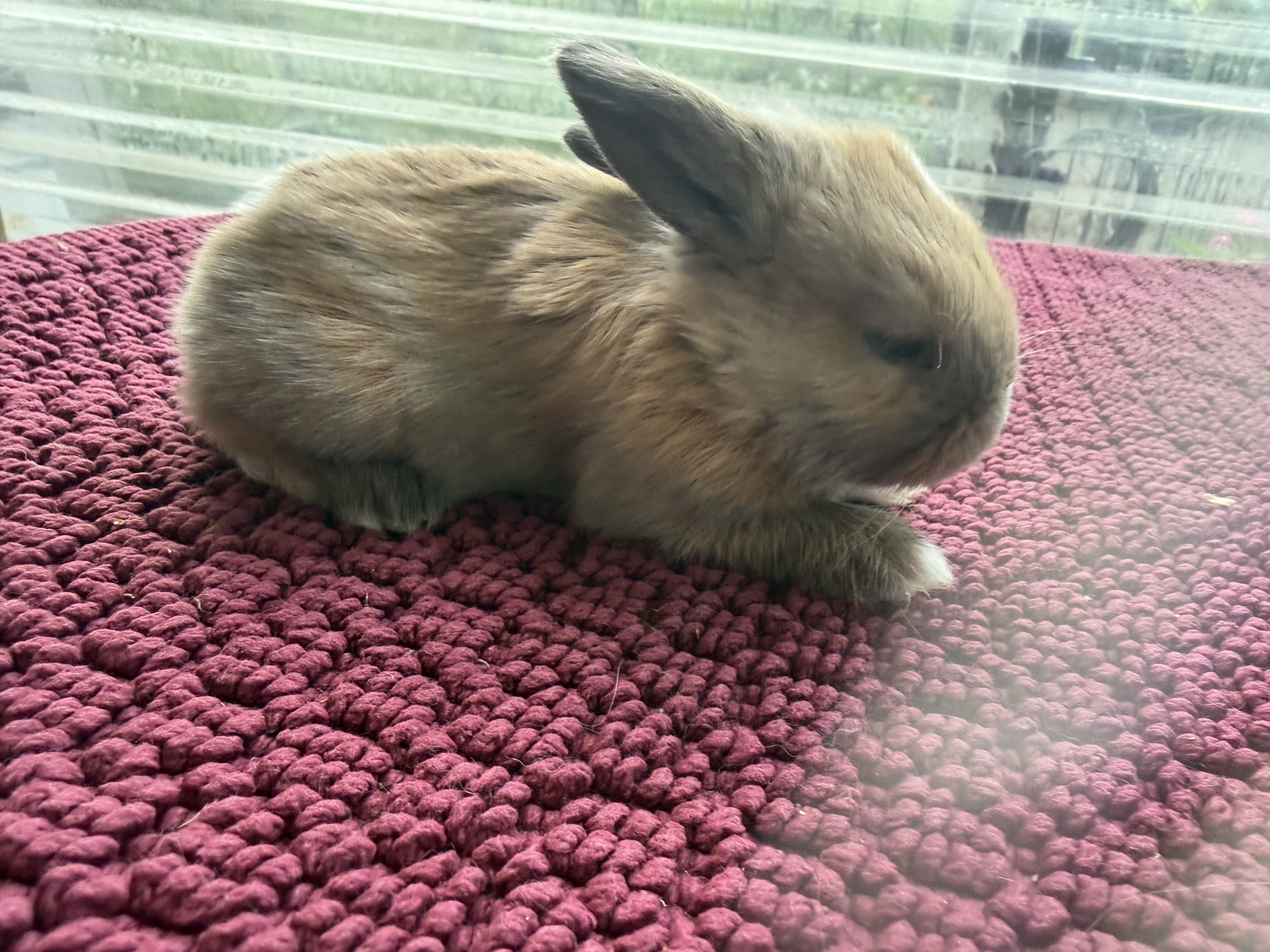 Holland lop bunnies image 2