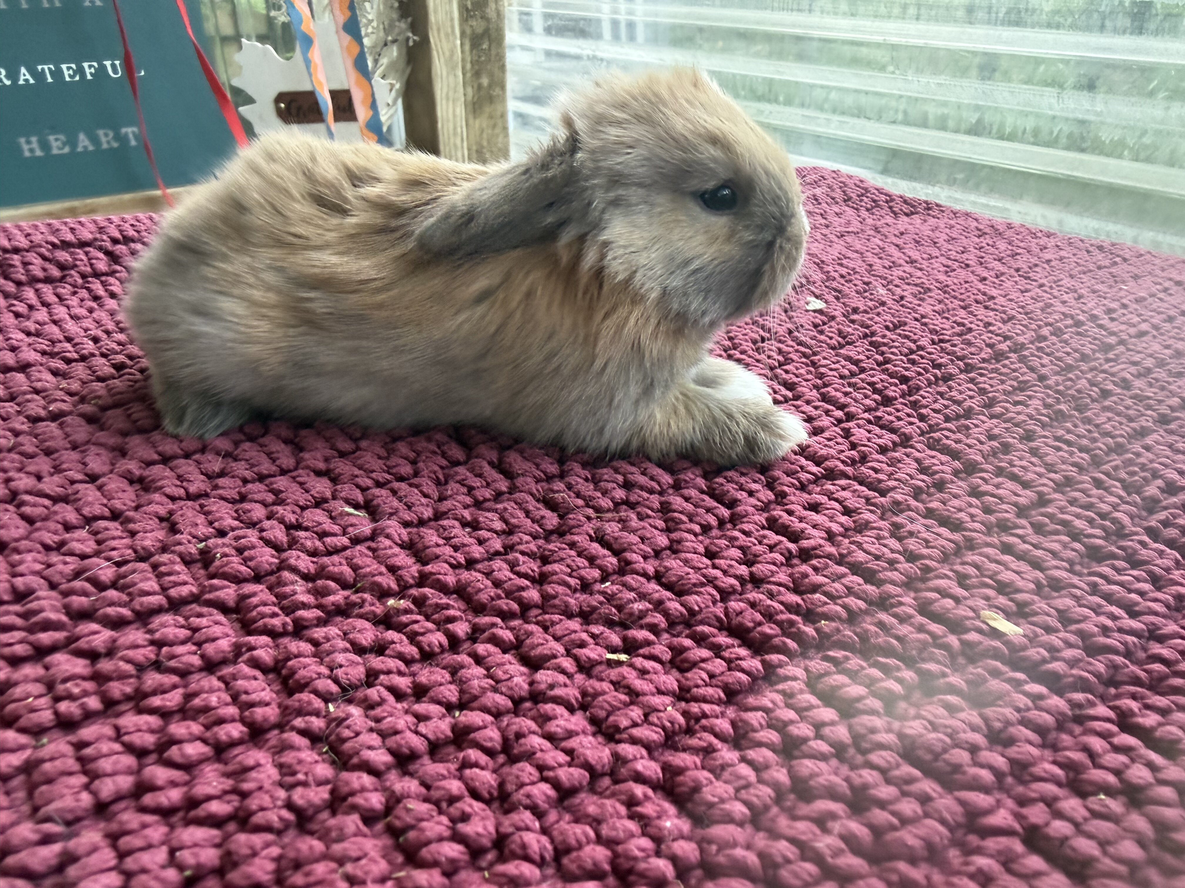 Holland lop bunnies image 1