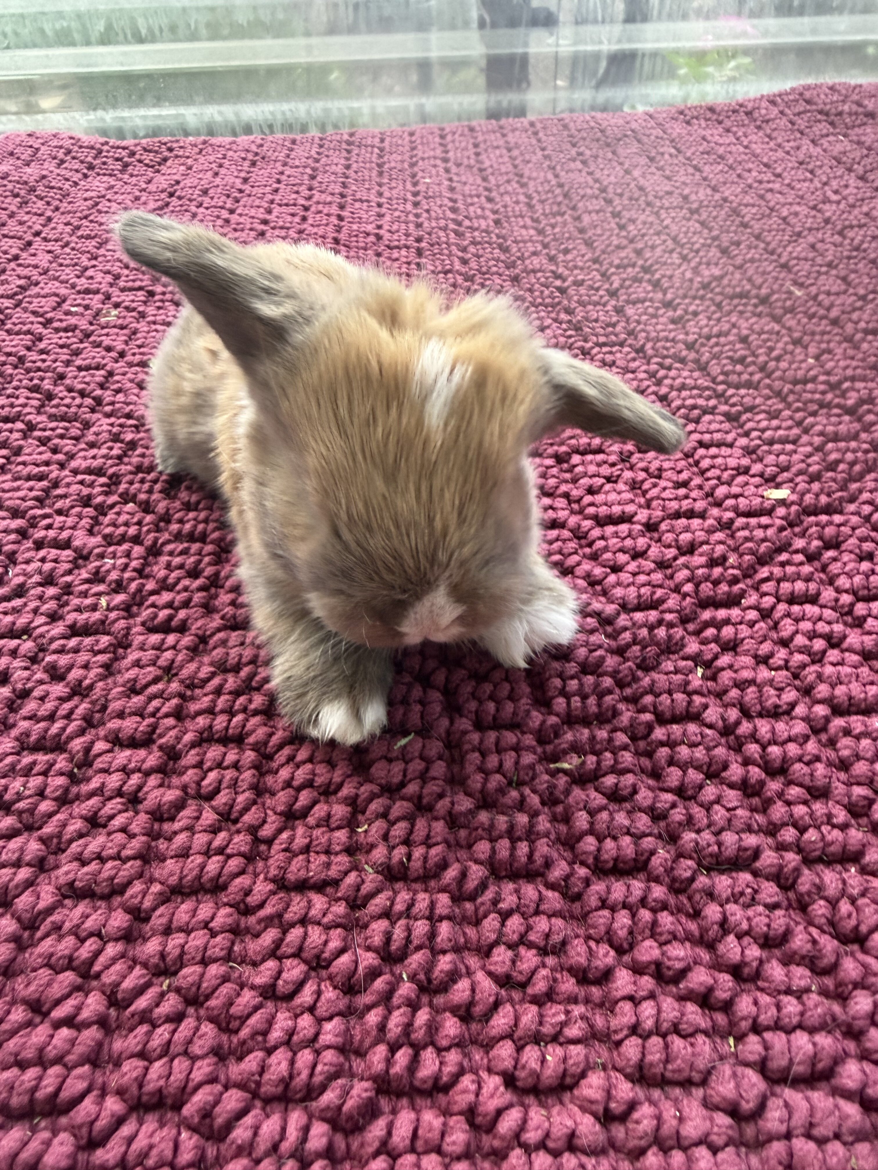Holland lop bunnies image 3