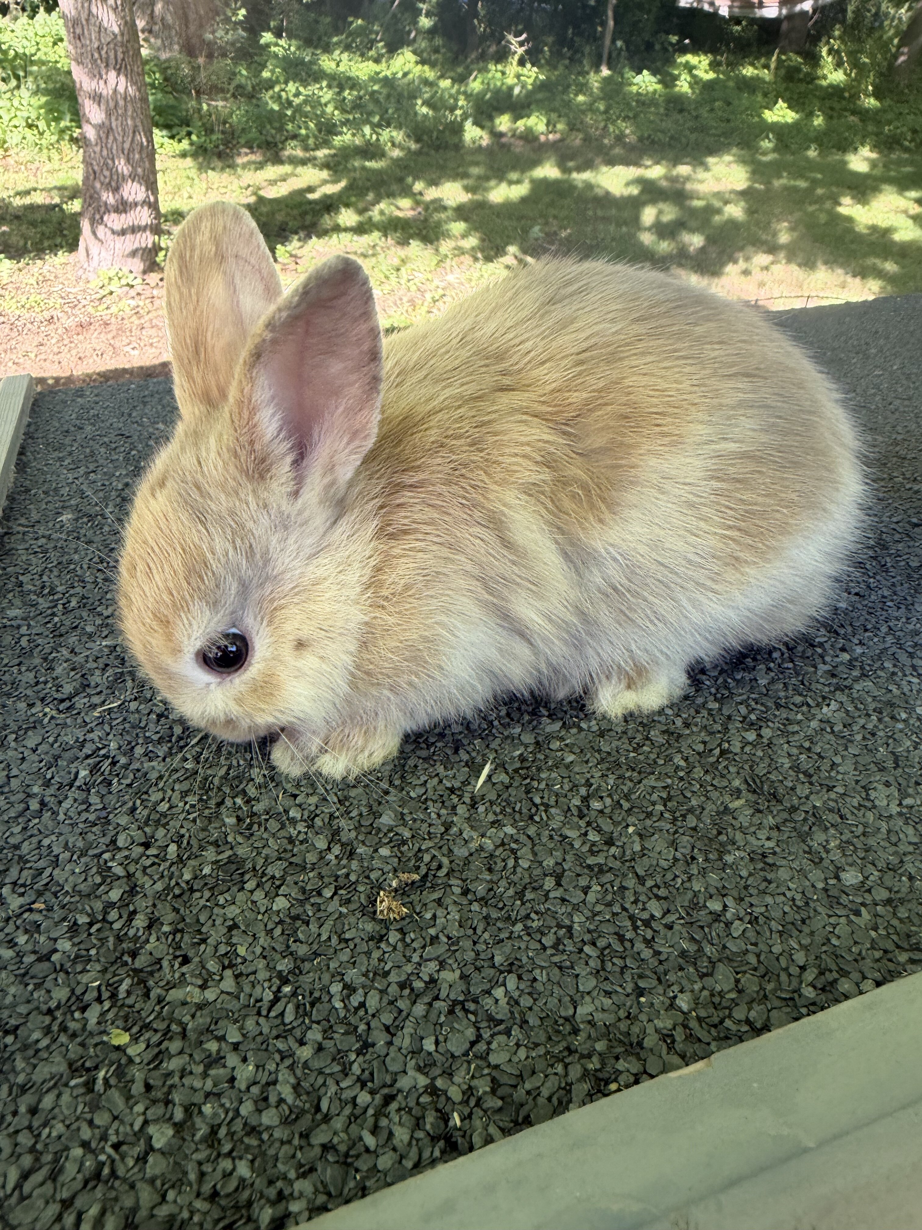Black and Tan tort lop bunnies image 3