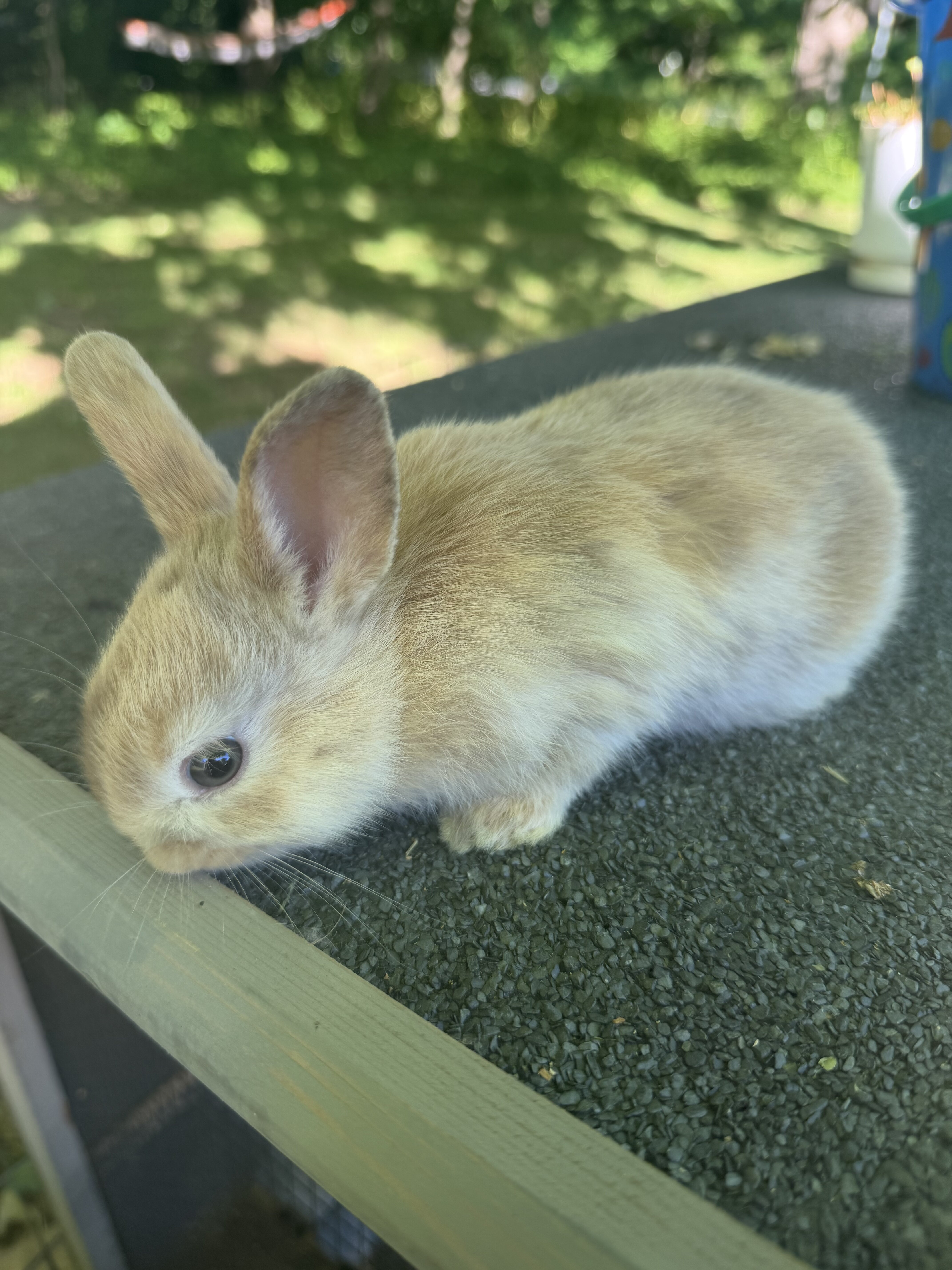 Black and Tan tort lop bunnies image 2