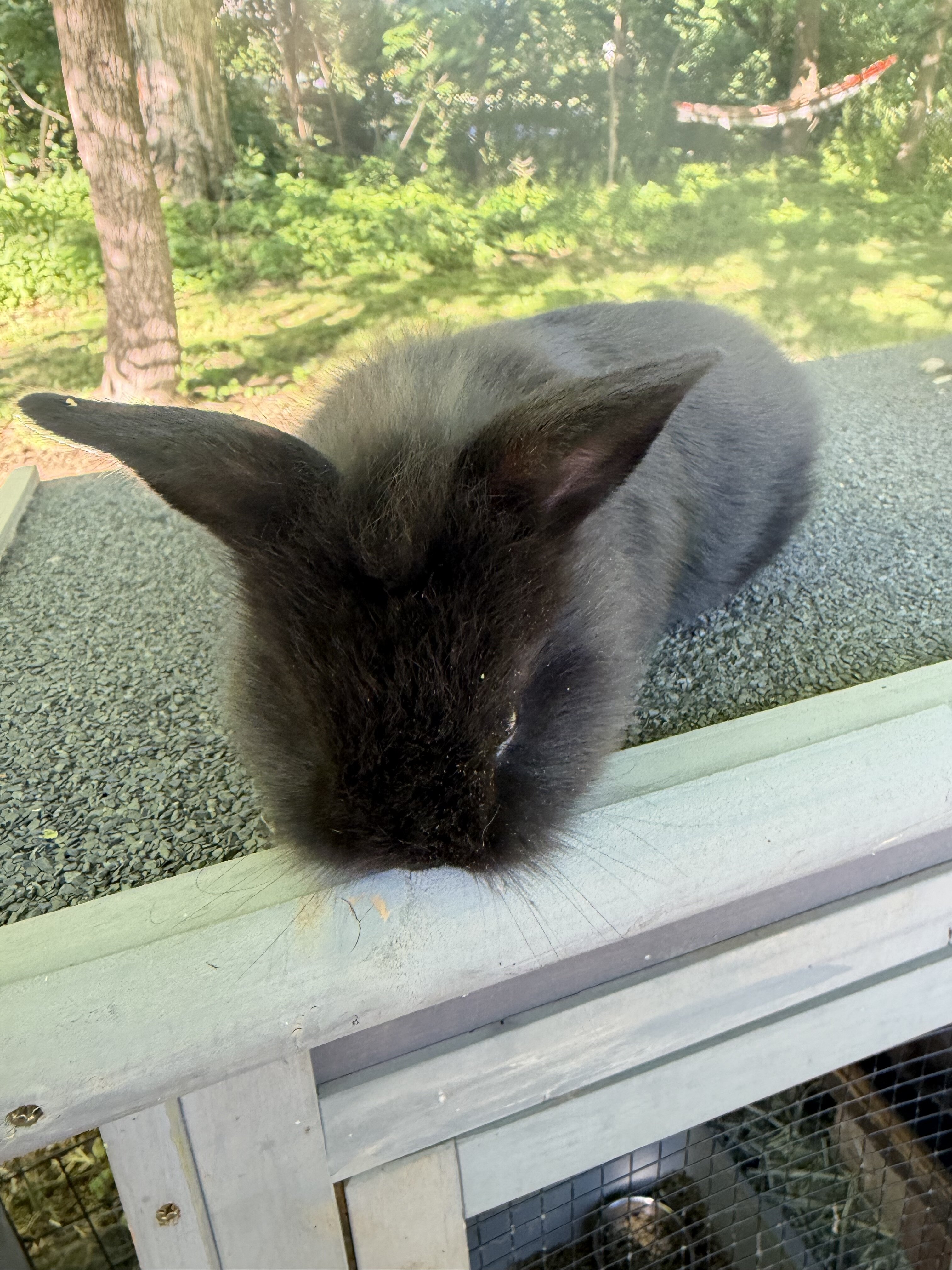Black and Tan tort lop bunnies image 6