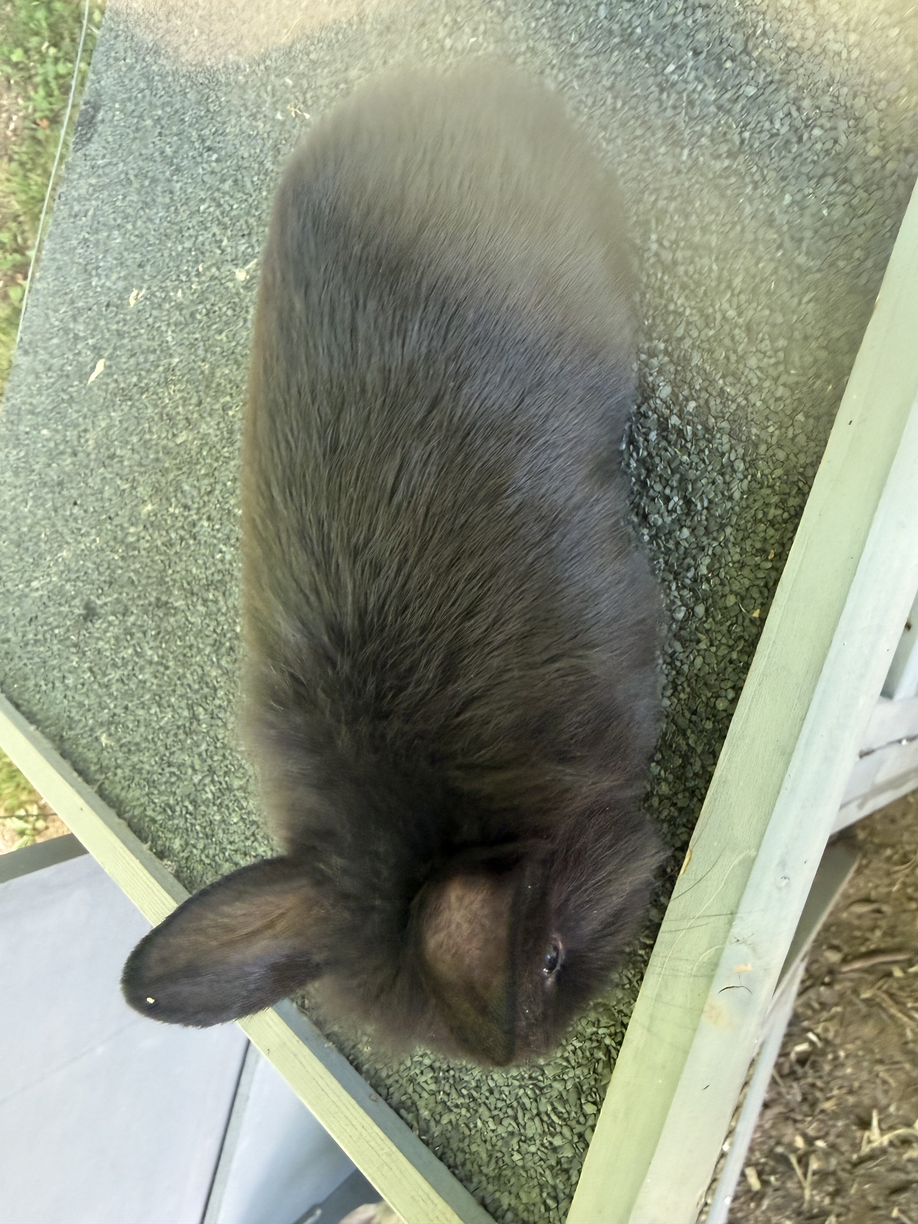Black and Tan tort lop bunnies image 5