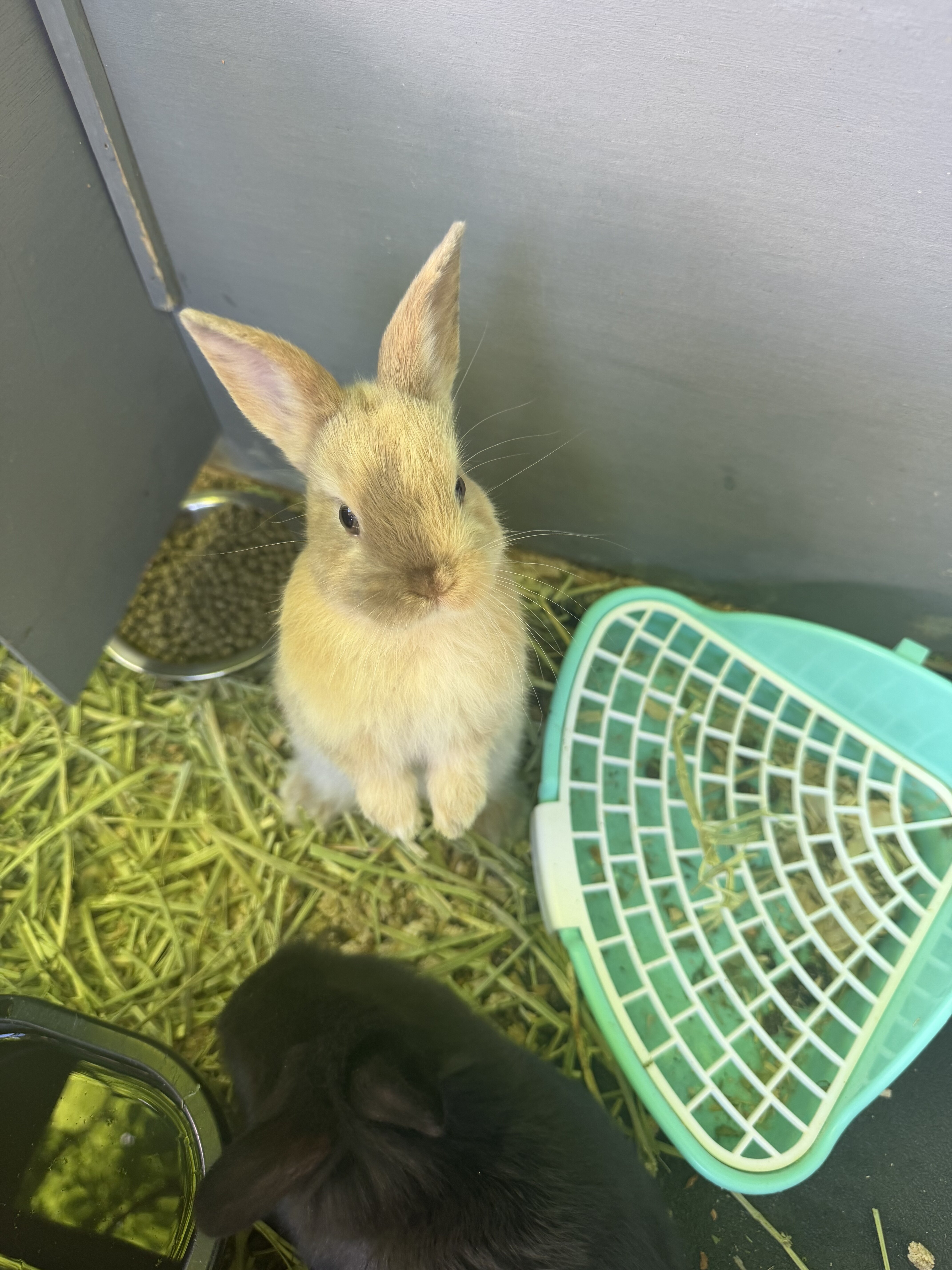 Black and Tan tort lop bunnies image 1