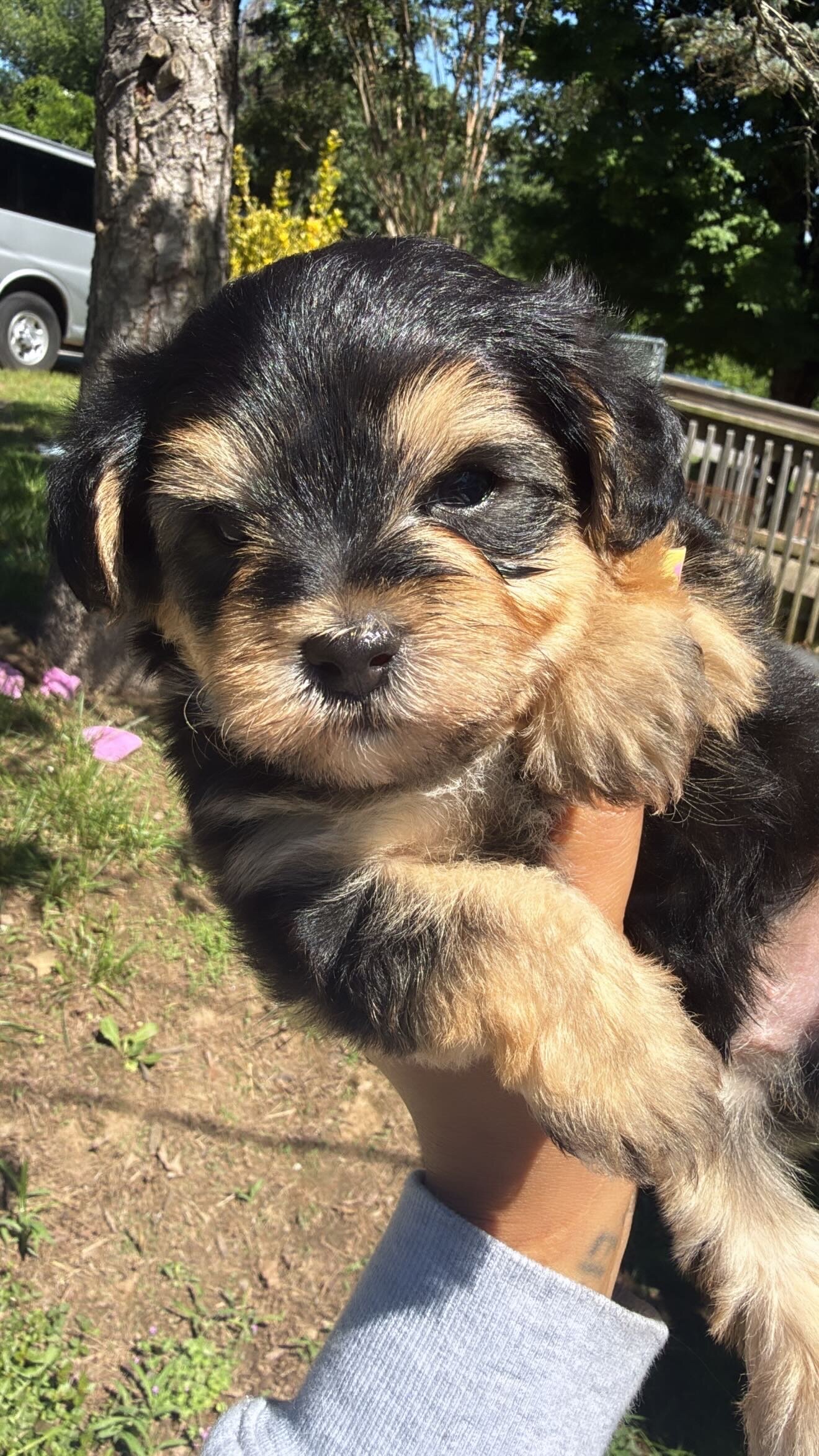 Yorkiepoo puppy !!! image 7