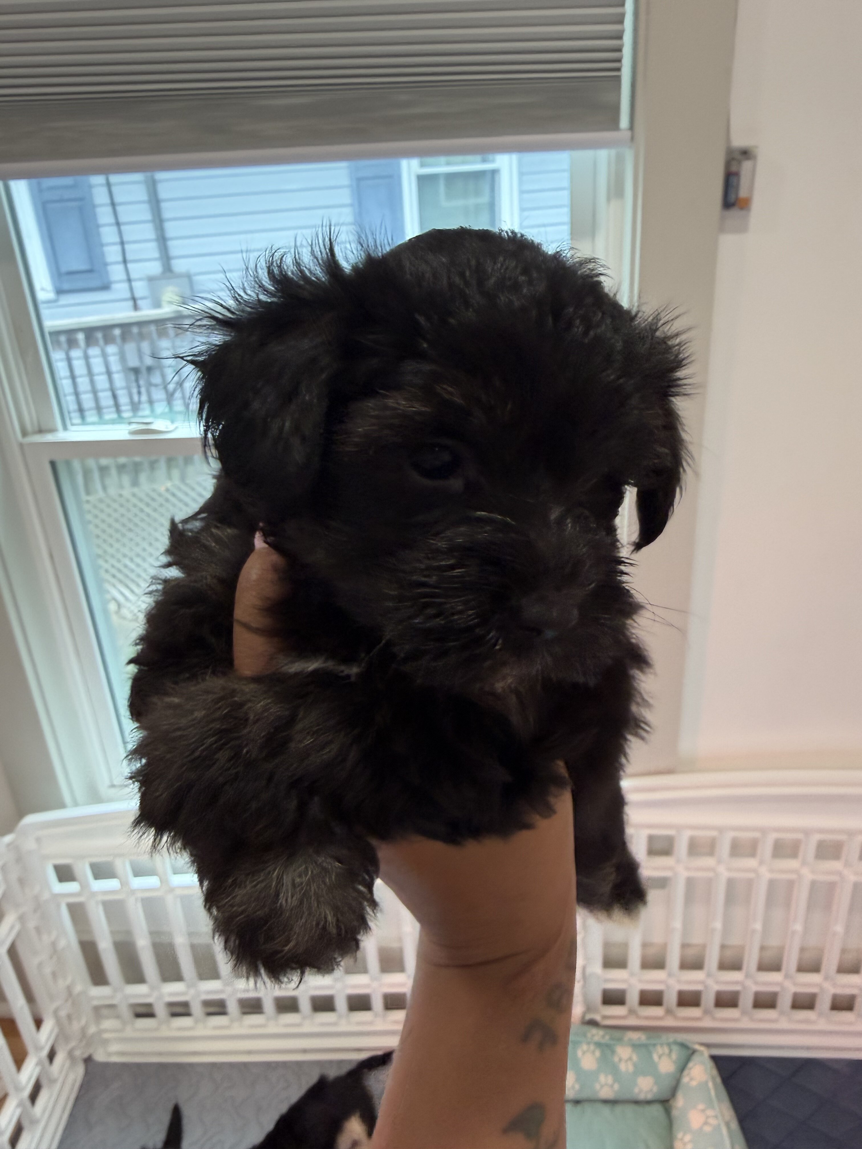 Yorkiepoo puppy !!! image 6