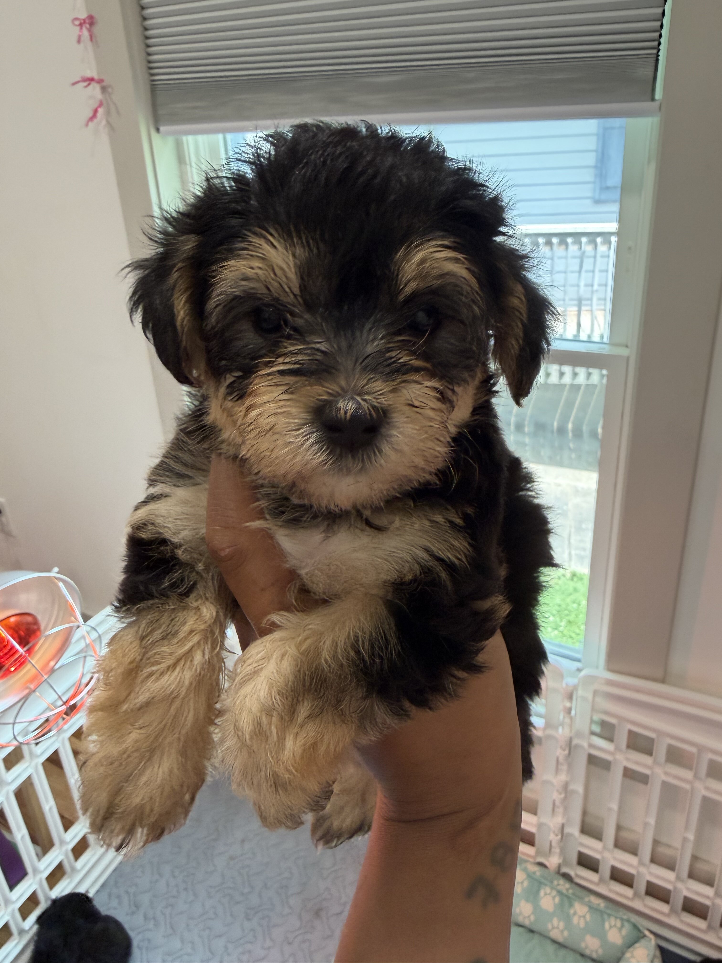 Yorkiepoo puppy !!! image 5