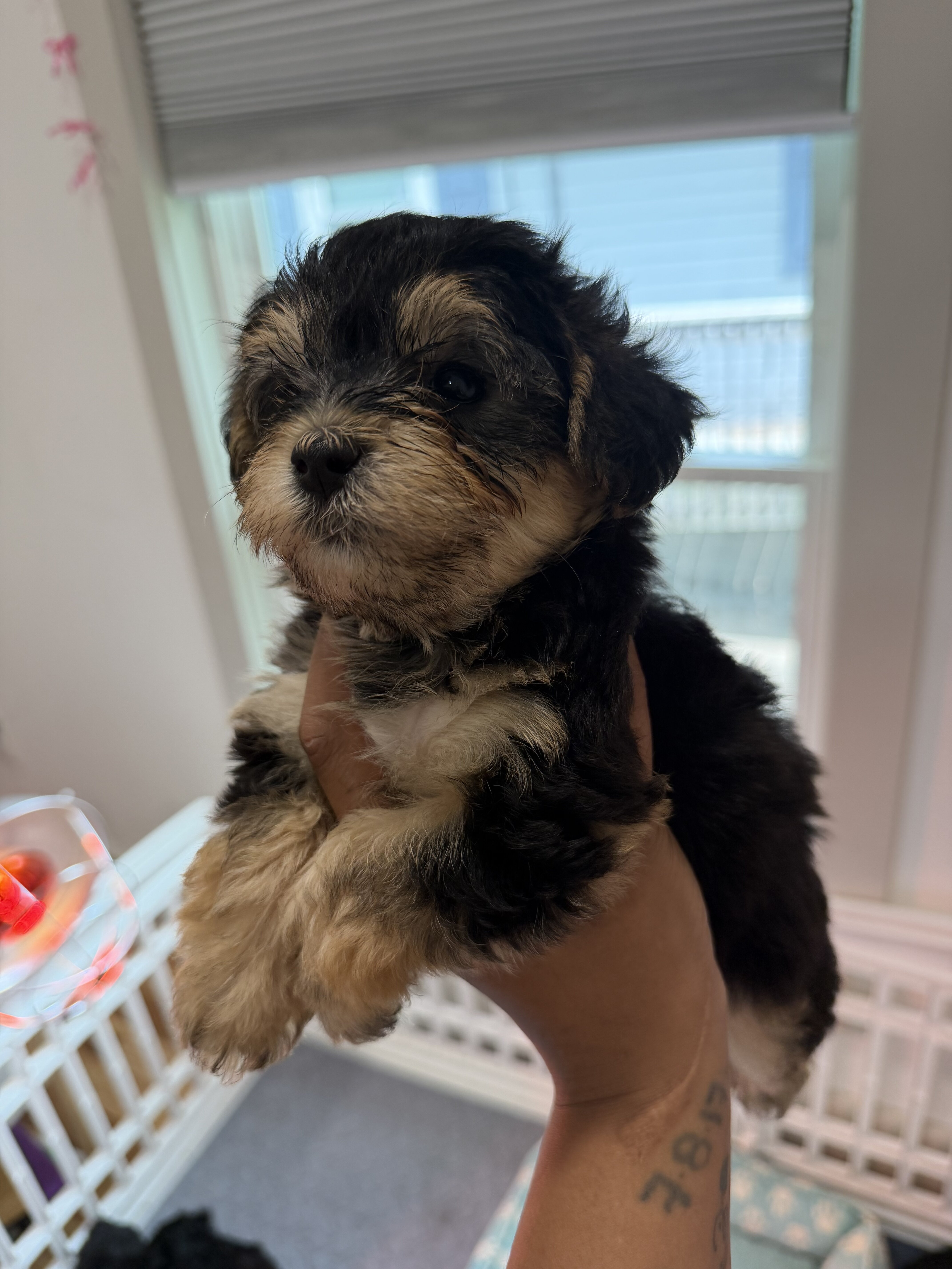 Yorkiepoo puppy !!! image 4