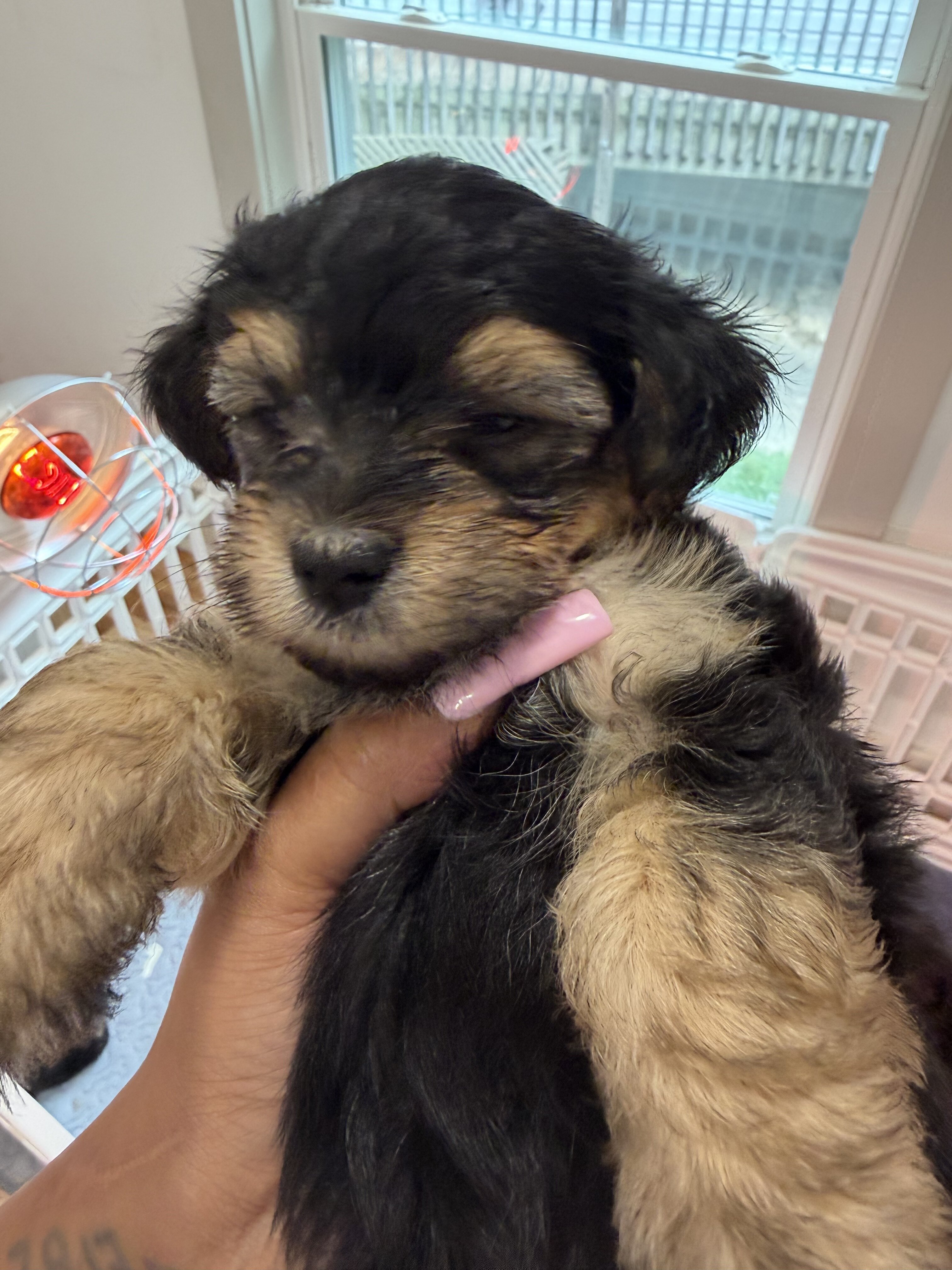 Yorkiepoo puppy !!! image 3