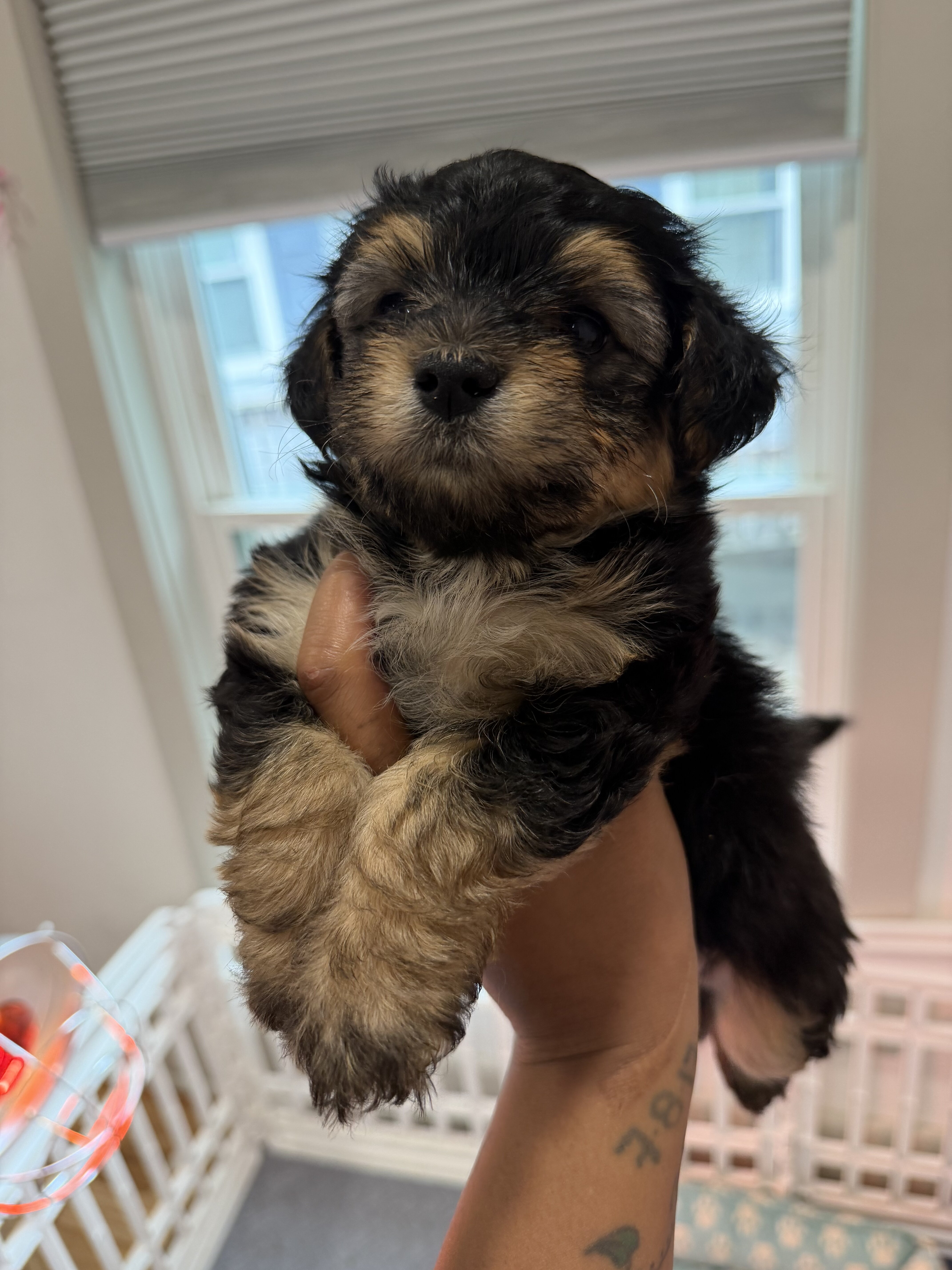 Yorkiepoo puppy !!! image 2