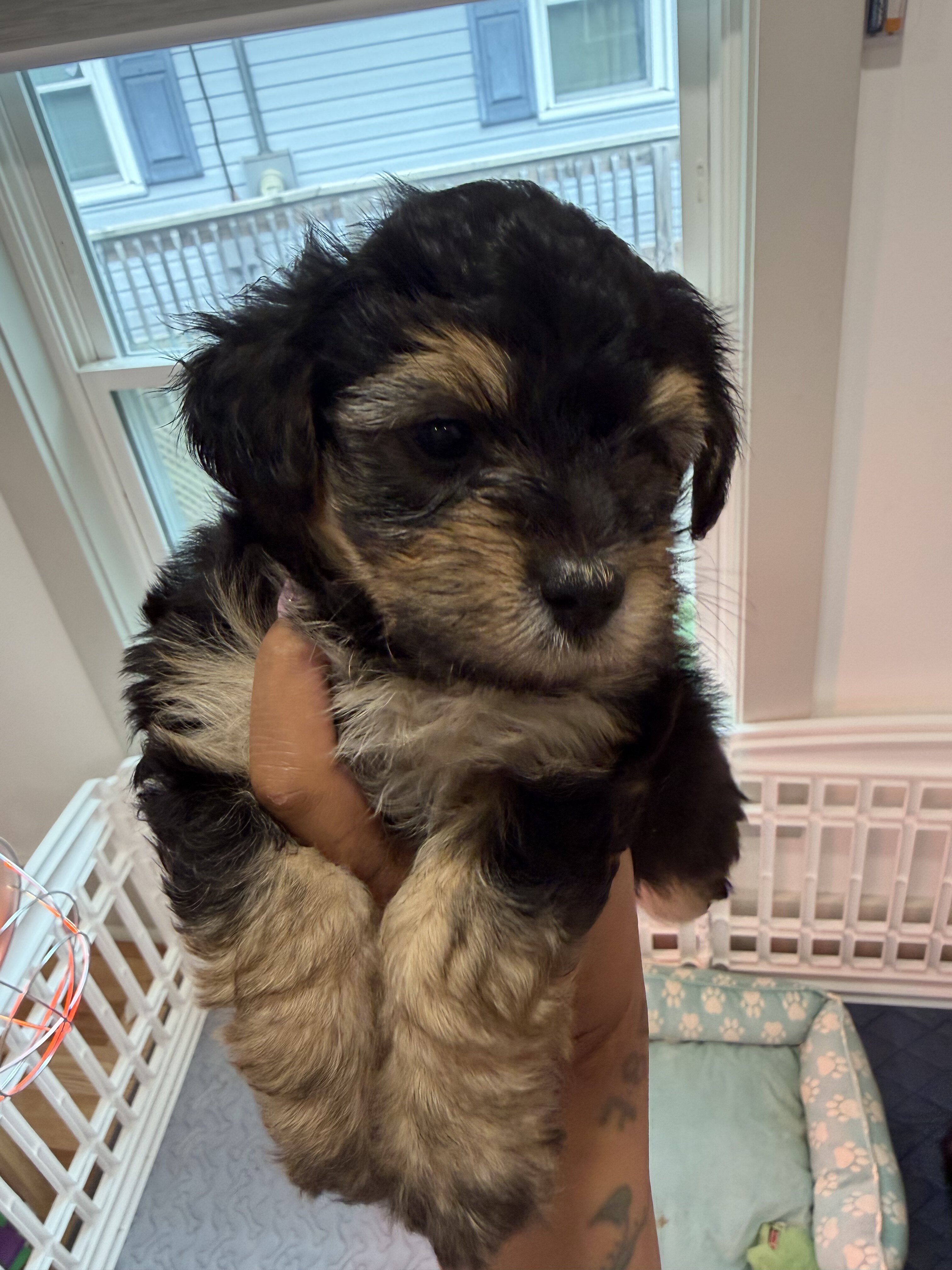 Yorkiepoo puppy !!! image 1