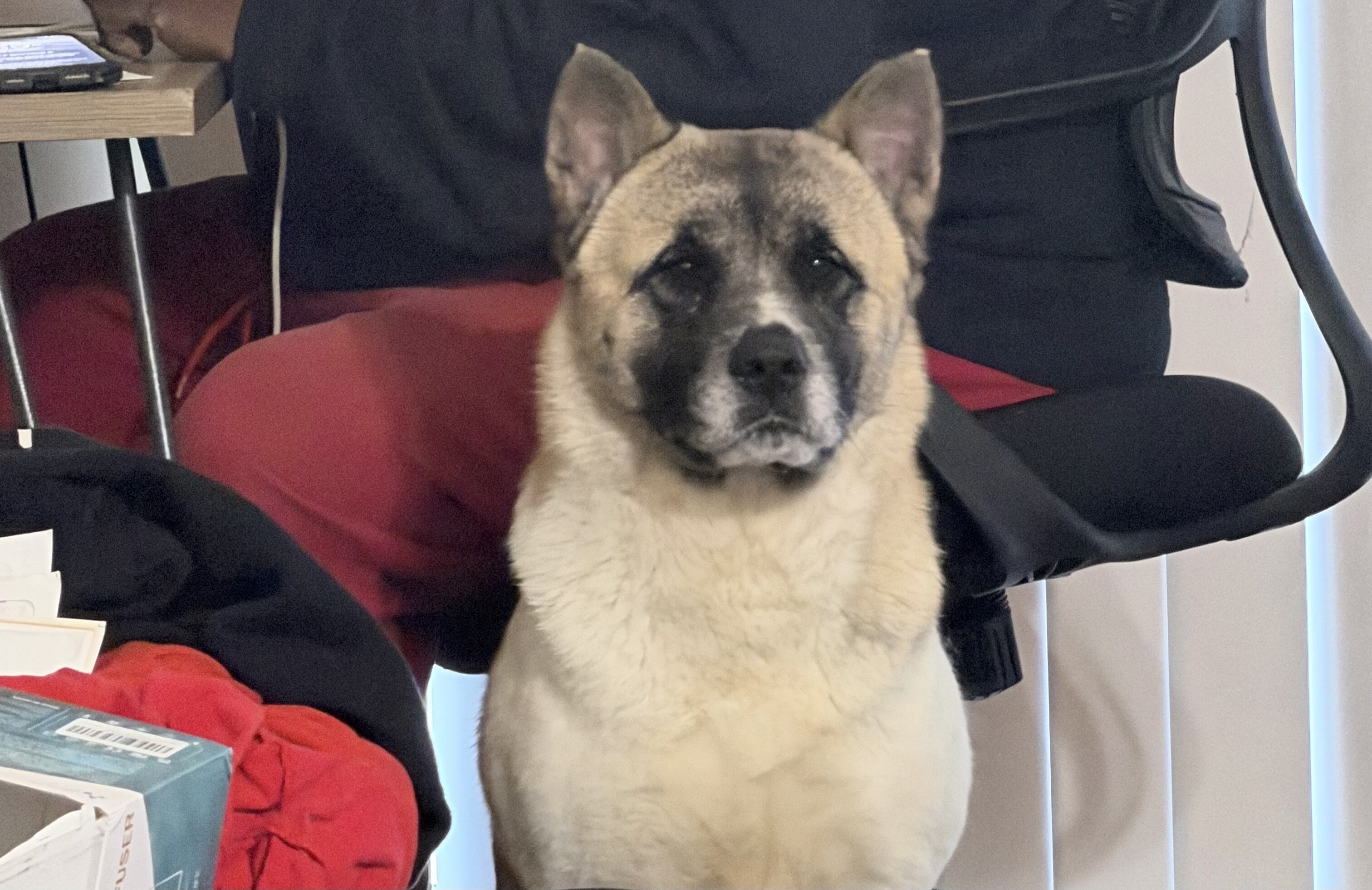 Akita female not neutered image 1