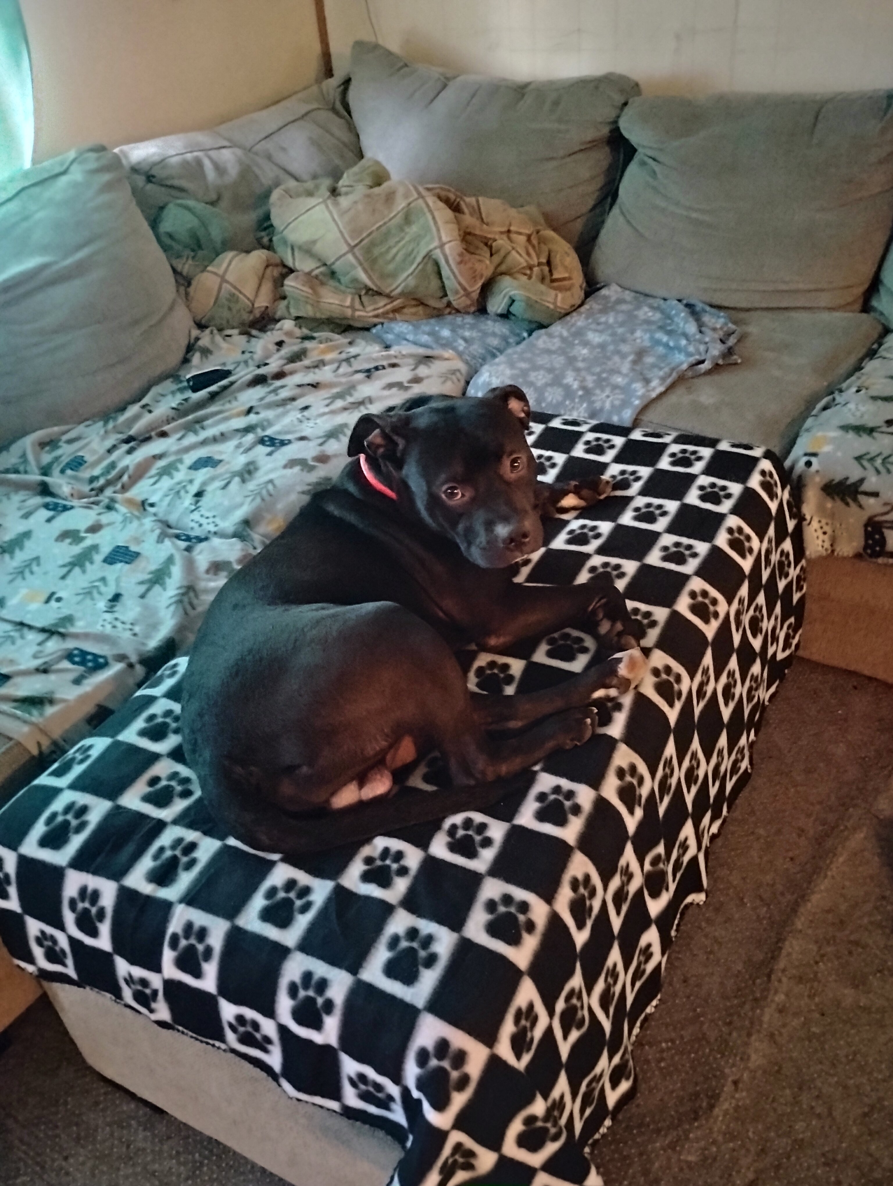 Puppies image 3
