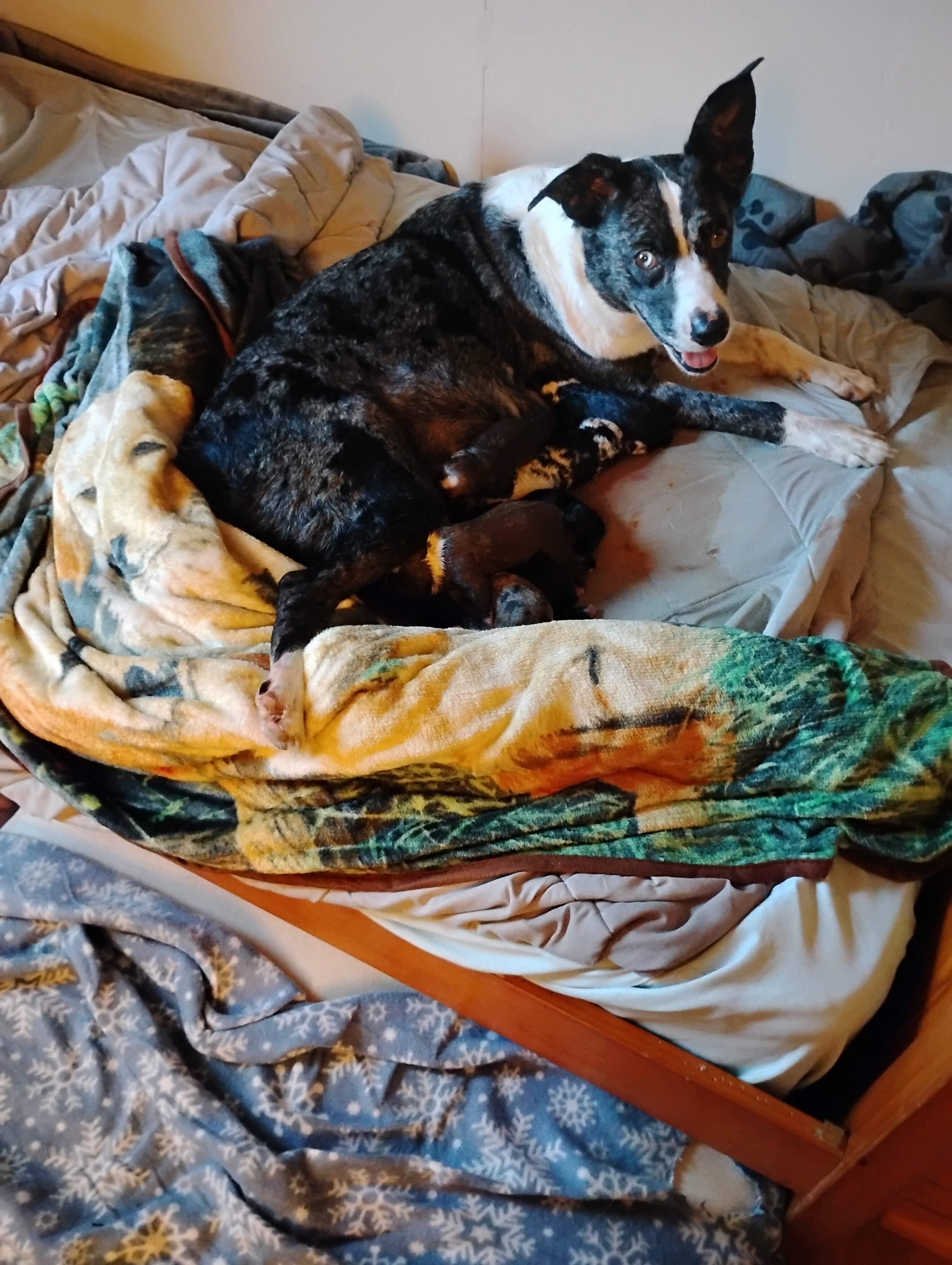 Puppies image 2