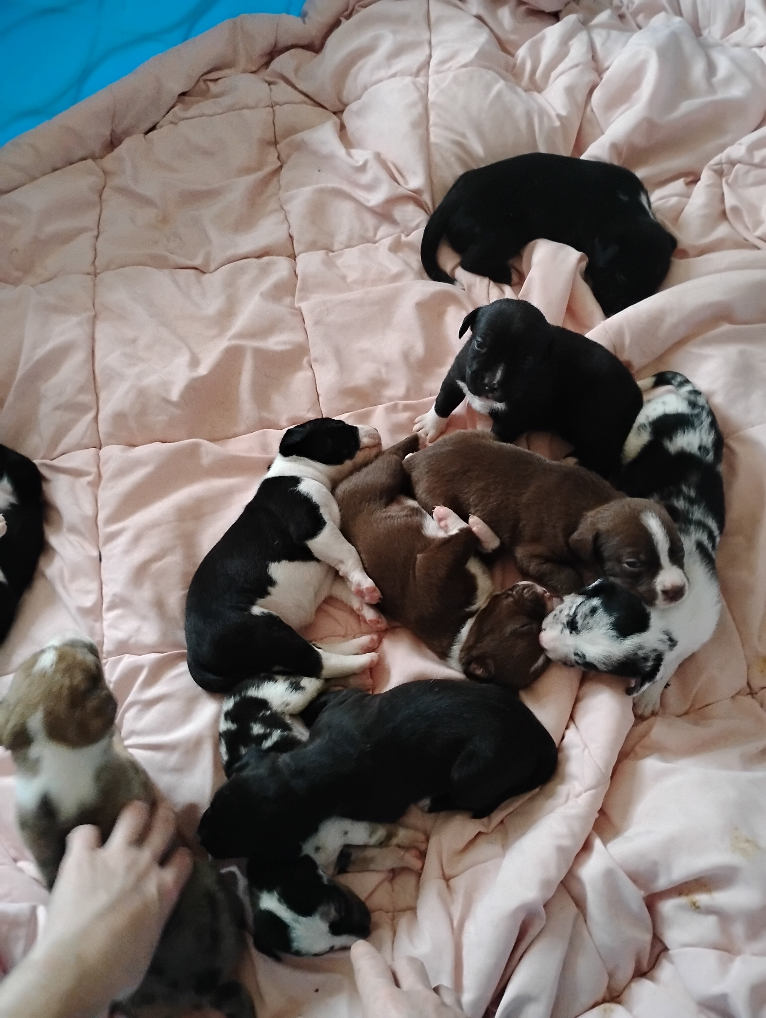 Puppies image 1