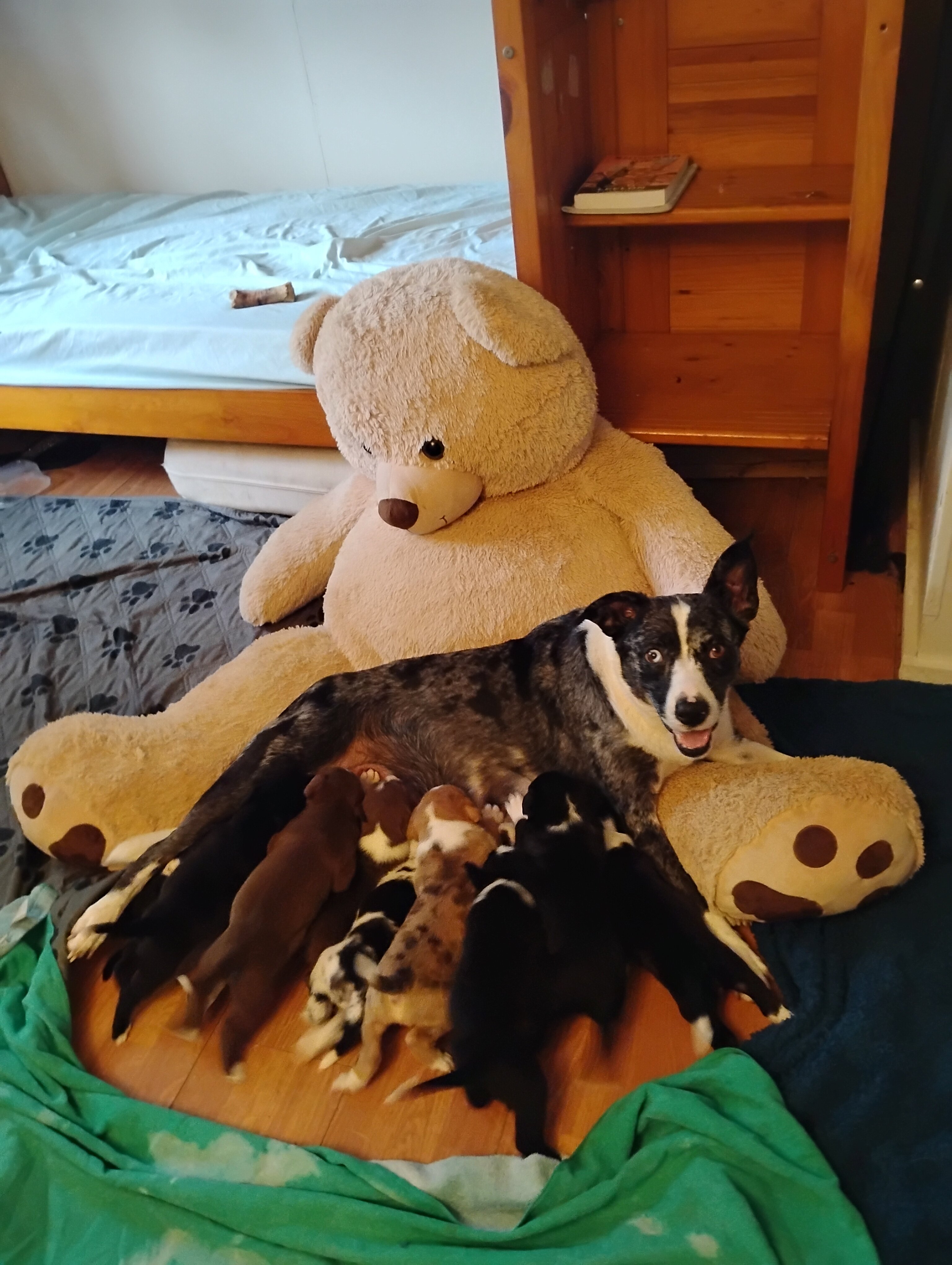 Puppies image 4